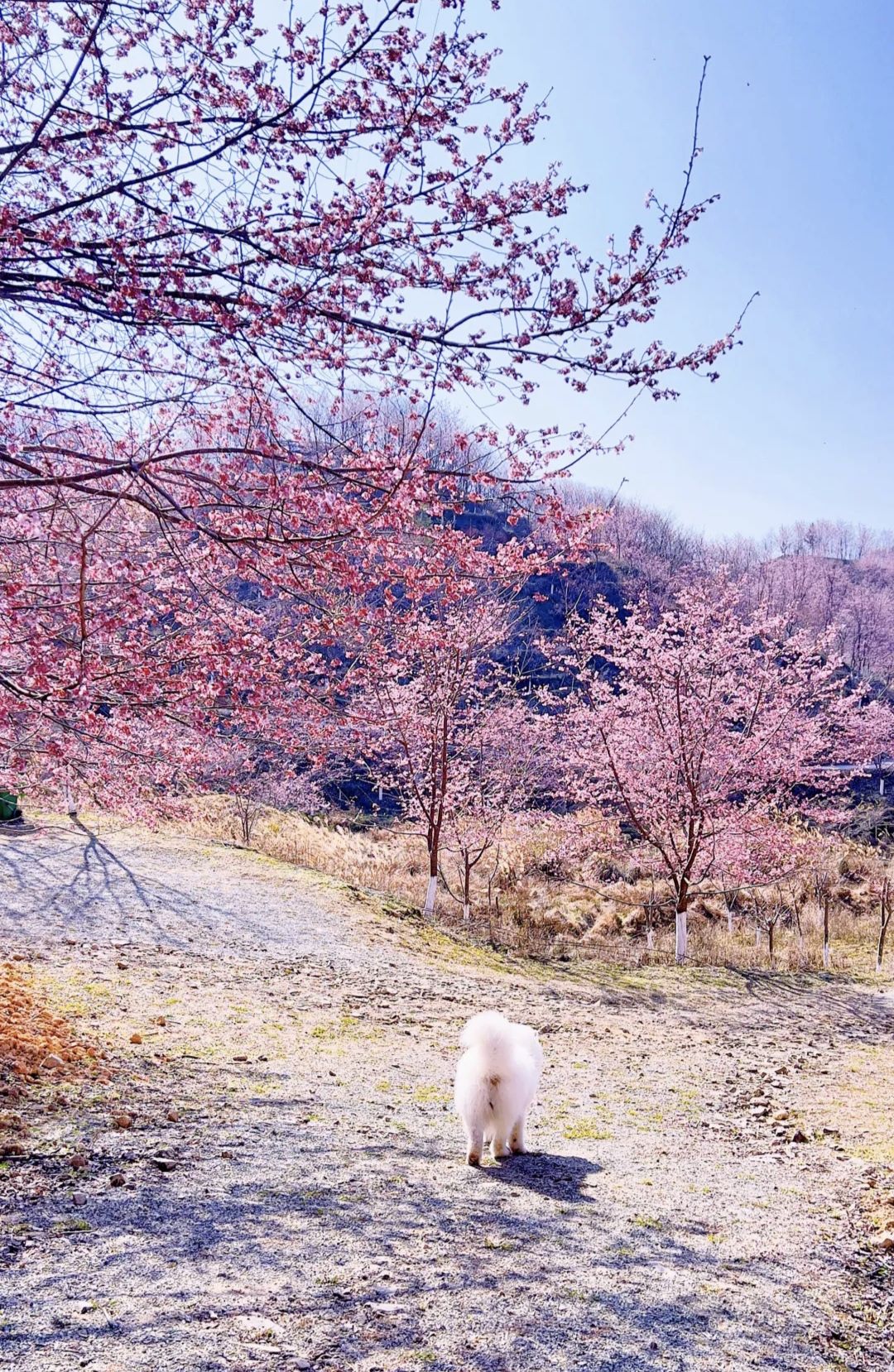 大田屏山·仙居山樱花园旅行图片 3