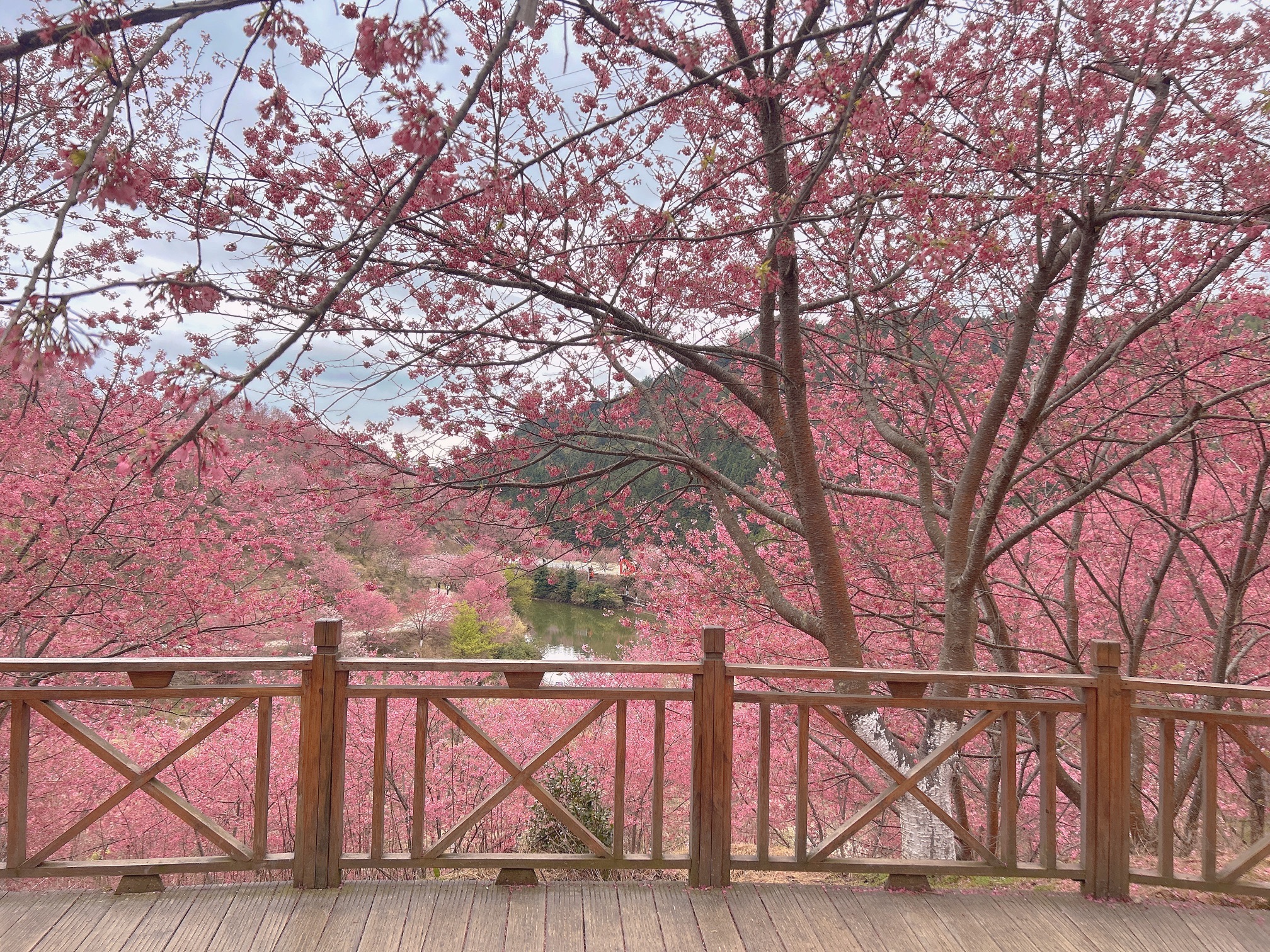 大田屏山·仙居山樱花园旅行图片 3