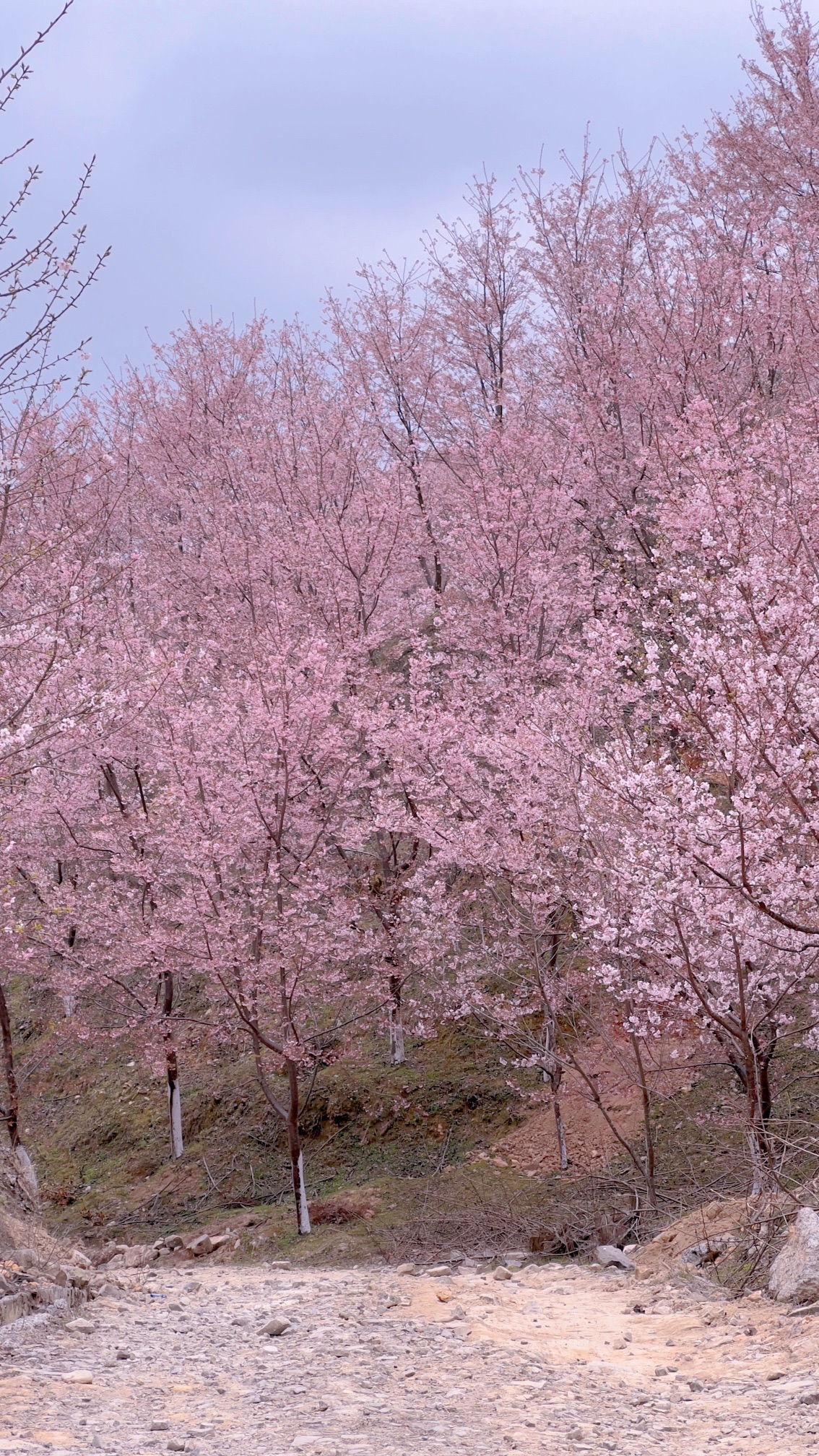 大田屏山·仙居山樱花园旅行图片 3