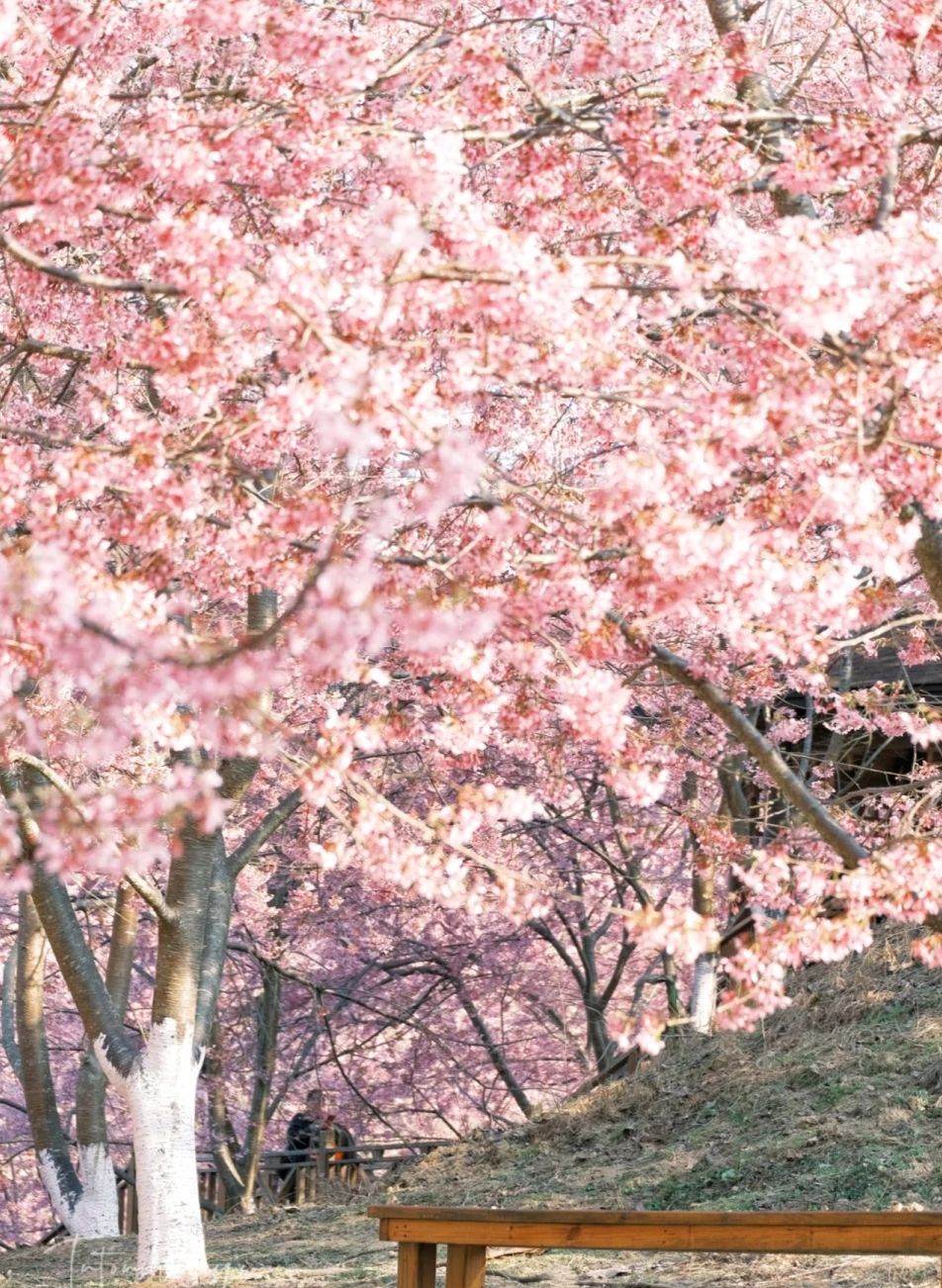 大田屏山·仙居山樱花园旅行图片 3