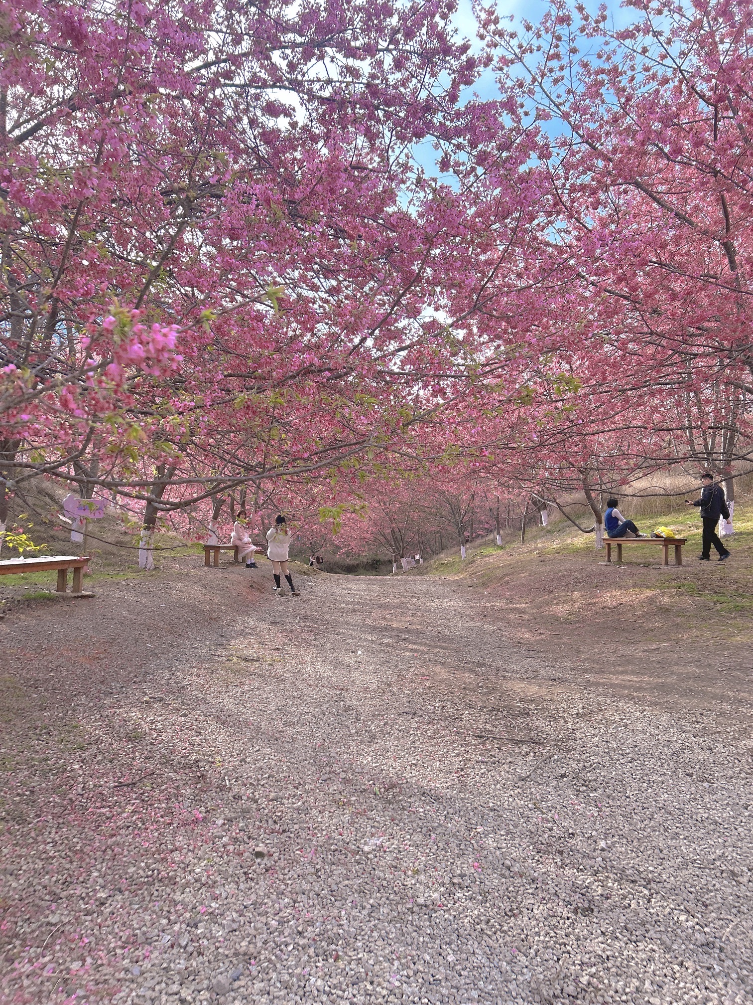 大田屏山·仙居山樱花园旅行图片 1