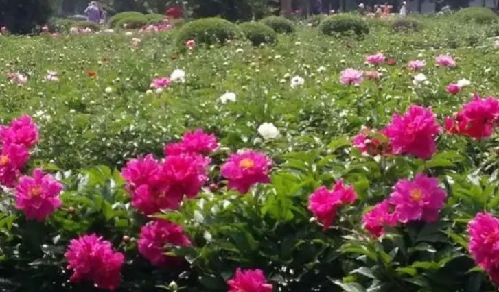黑龙江省鹤山农场植物园旅行图片 2