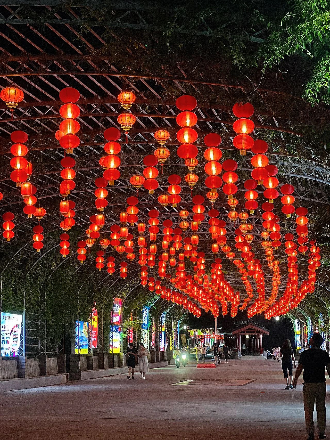 金凤梅园旅行图片 2