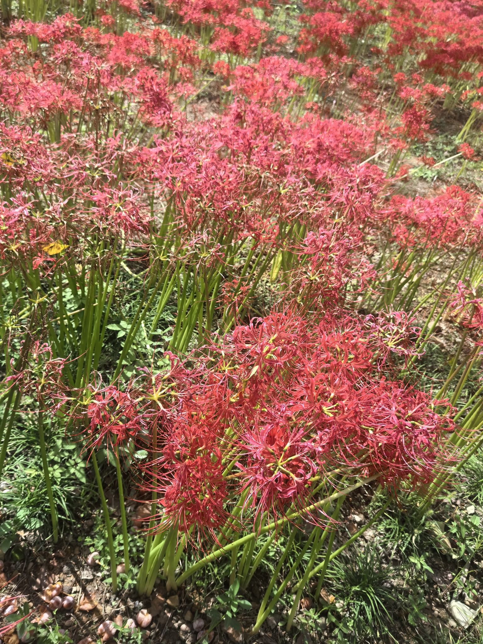 皖南小九寨旅行图片 1