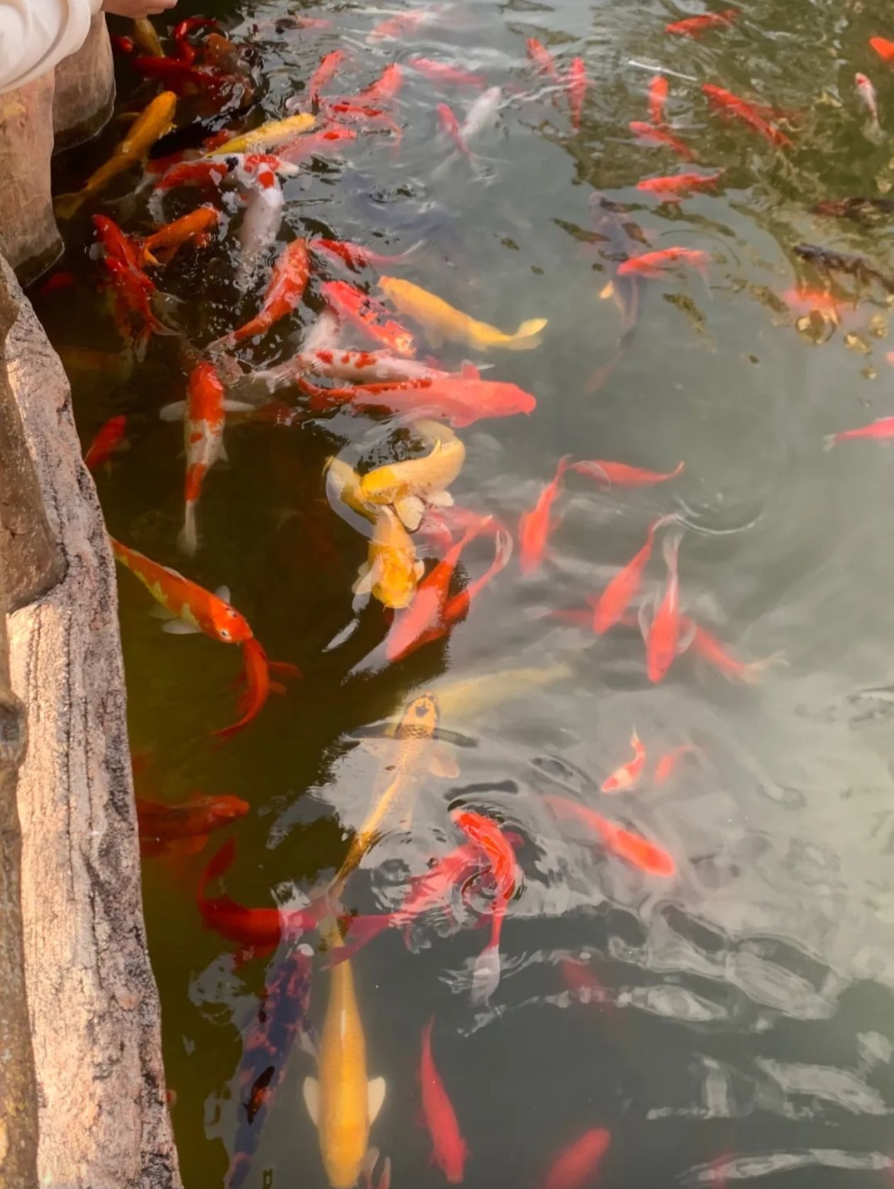 弄子乡村生态旅游区旅行图片 1