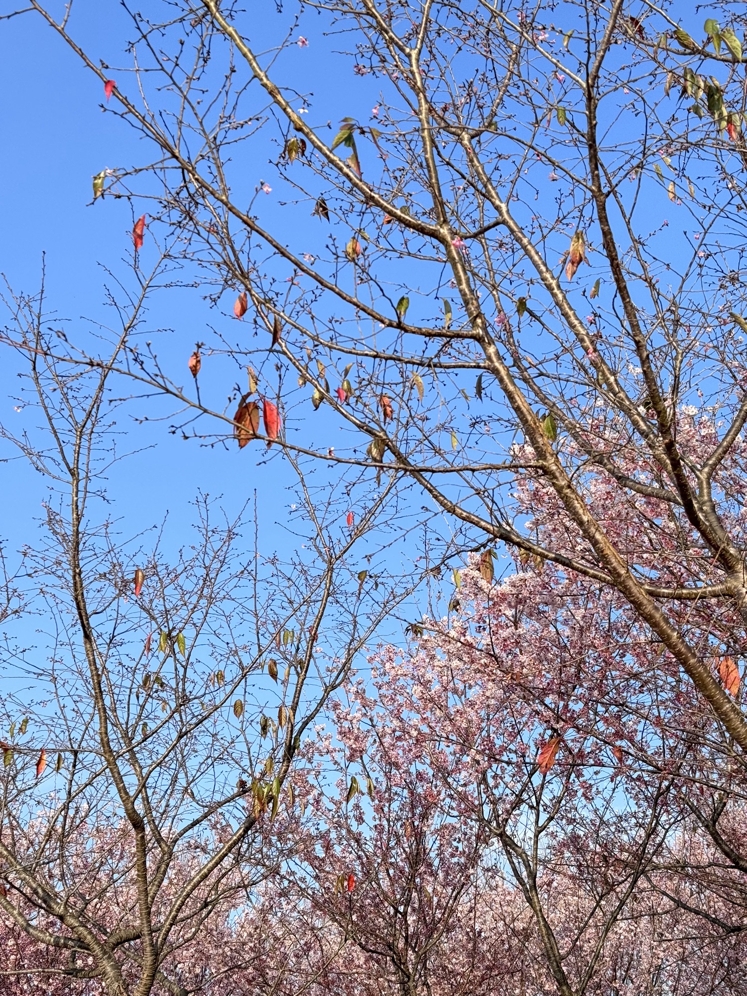 清流赖坊樱花园旅行图片 3