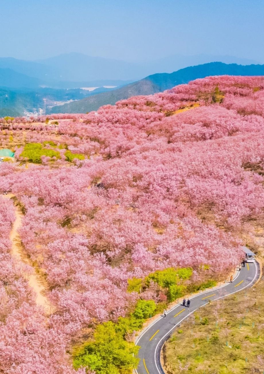 清流赖坊樱花园旅行图片 1