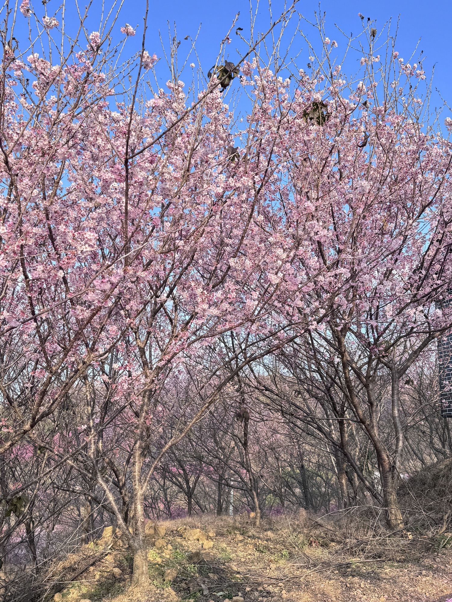 清流赖坊樱花园旅行图片 1