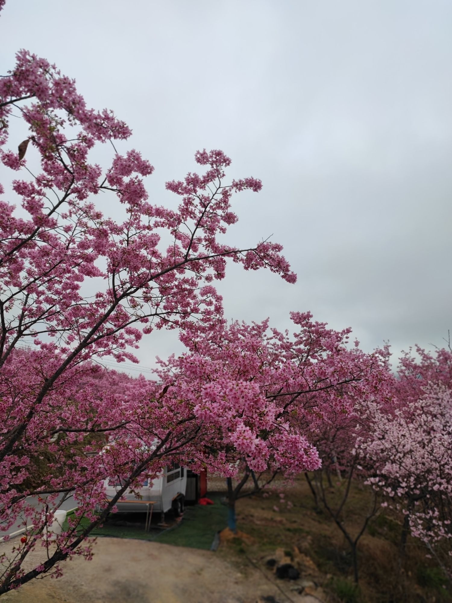 清流赖坊樱花园旅行图片 1