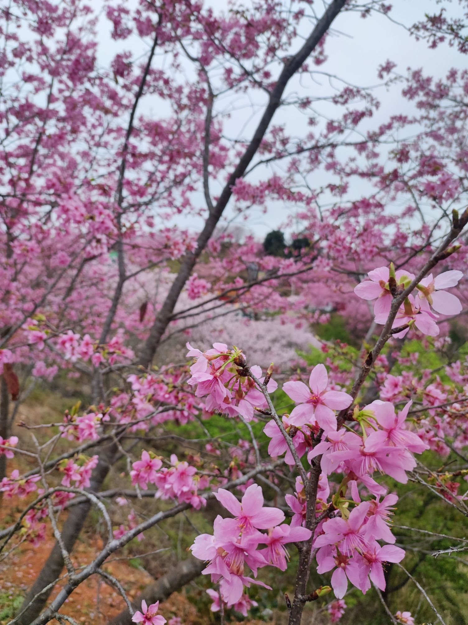清流赖坊樱花园旅行图片 3