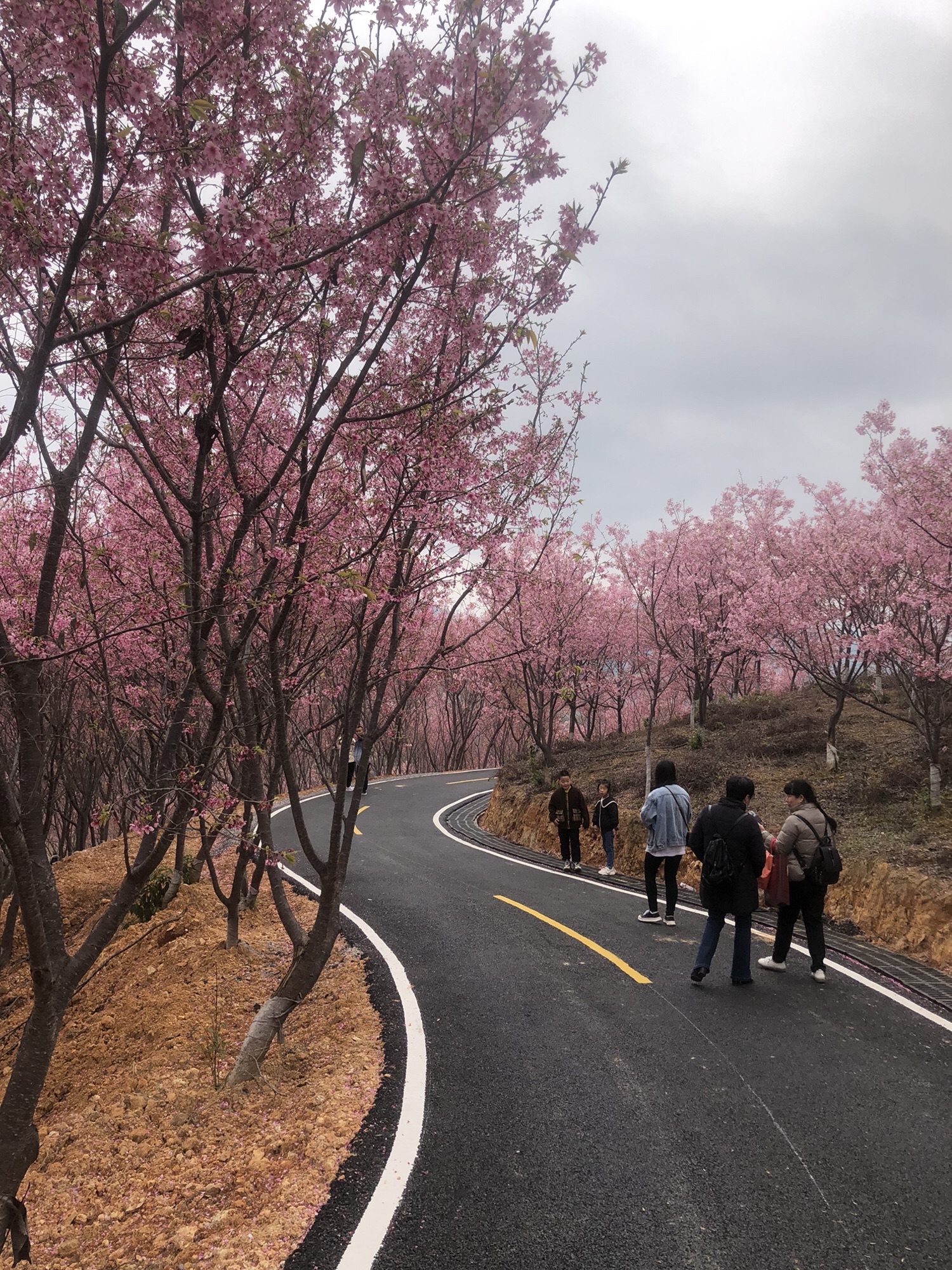 清流赖坊樱花园旅行图片 1