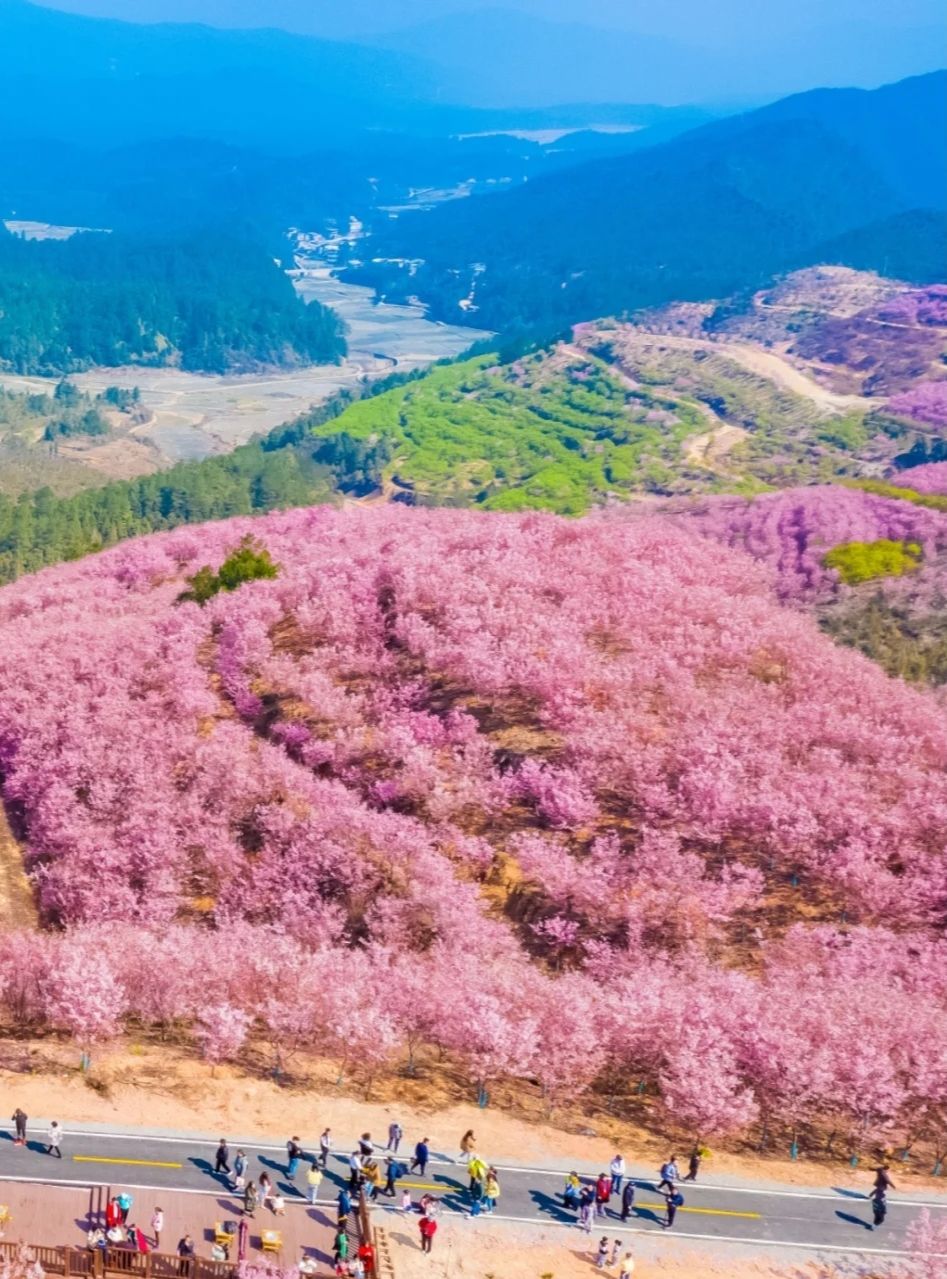清流赖坊樱花园旅行图片 3