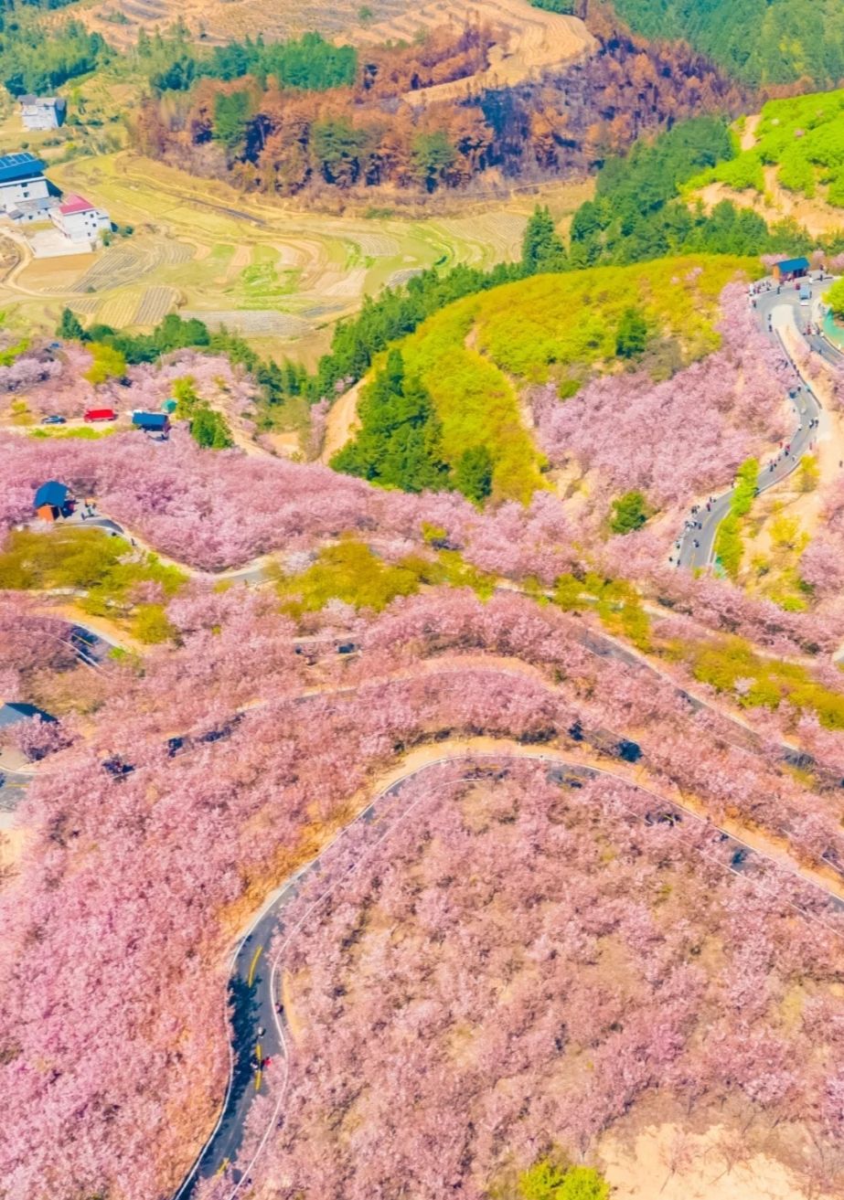 清流赖坊樱花园旅行图片 2