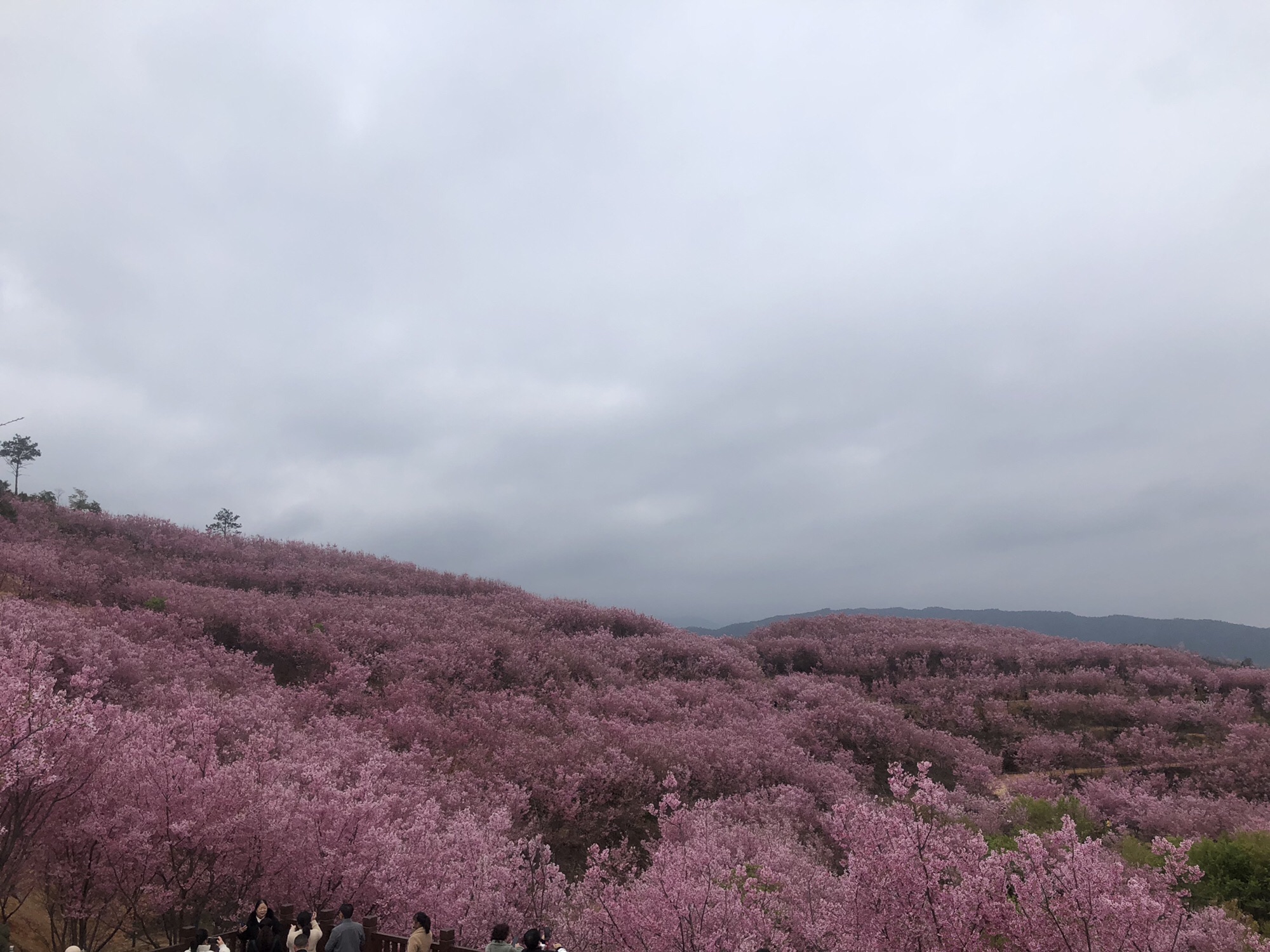 清流赖坊樱花园旅行图片 2