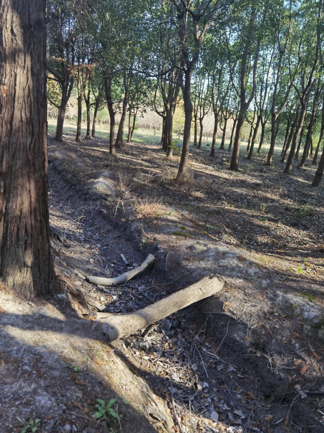 米市渡松南郊野公园旅行图片 1