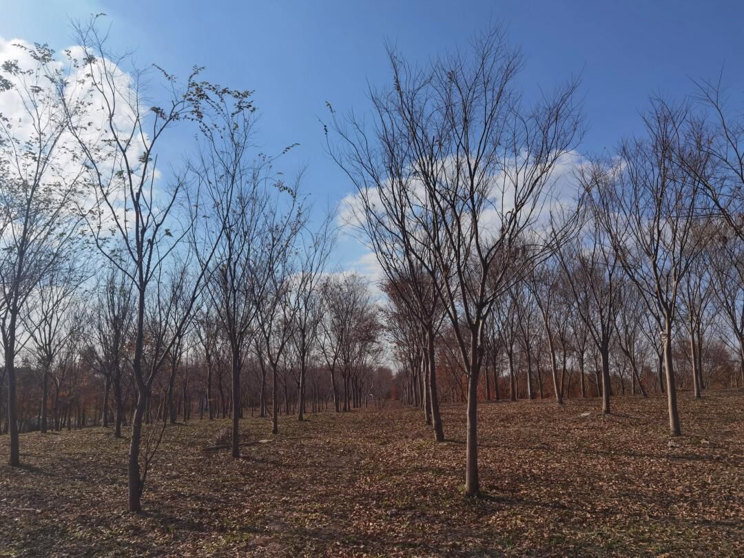 米市渡松南郊野公园旅行图片 2