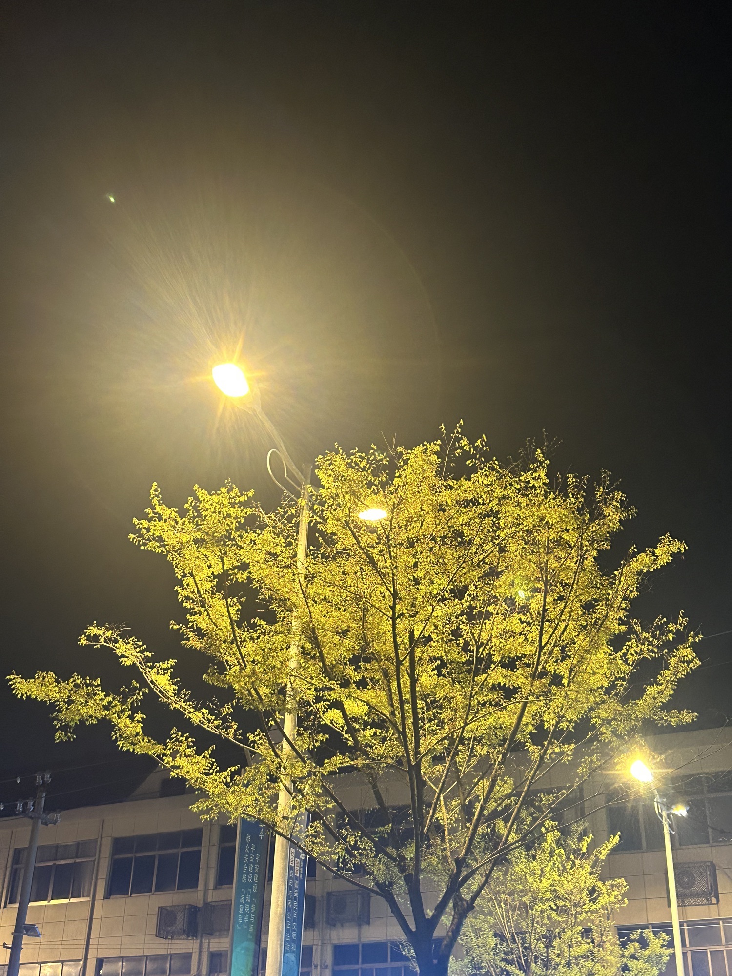 花海优胜主题公园旅行图片 2
