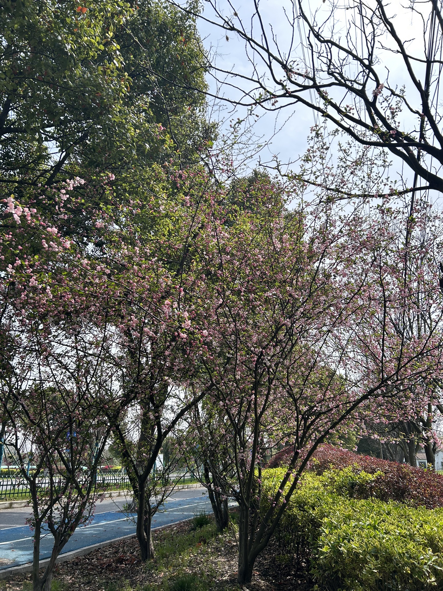 花海优胜主题公园旅行图片 1