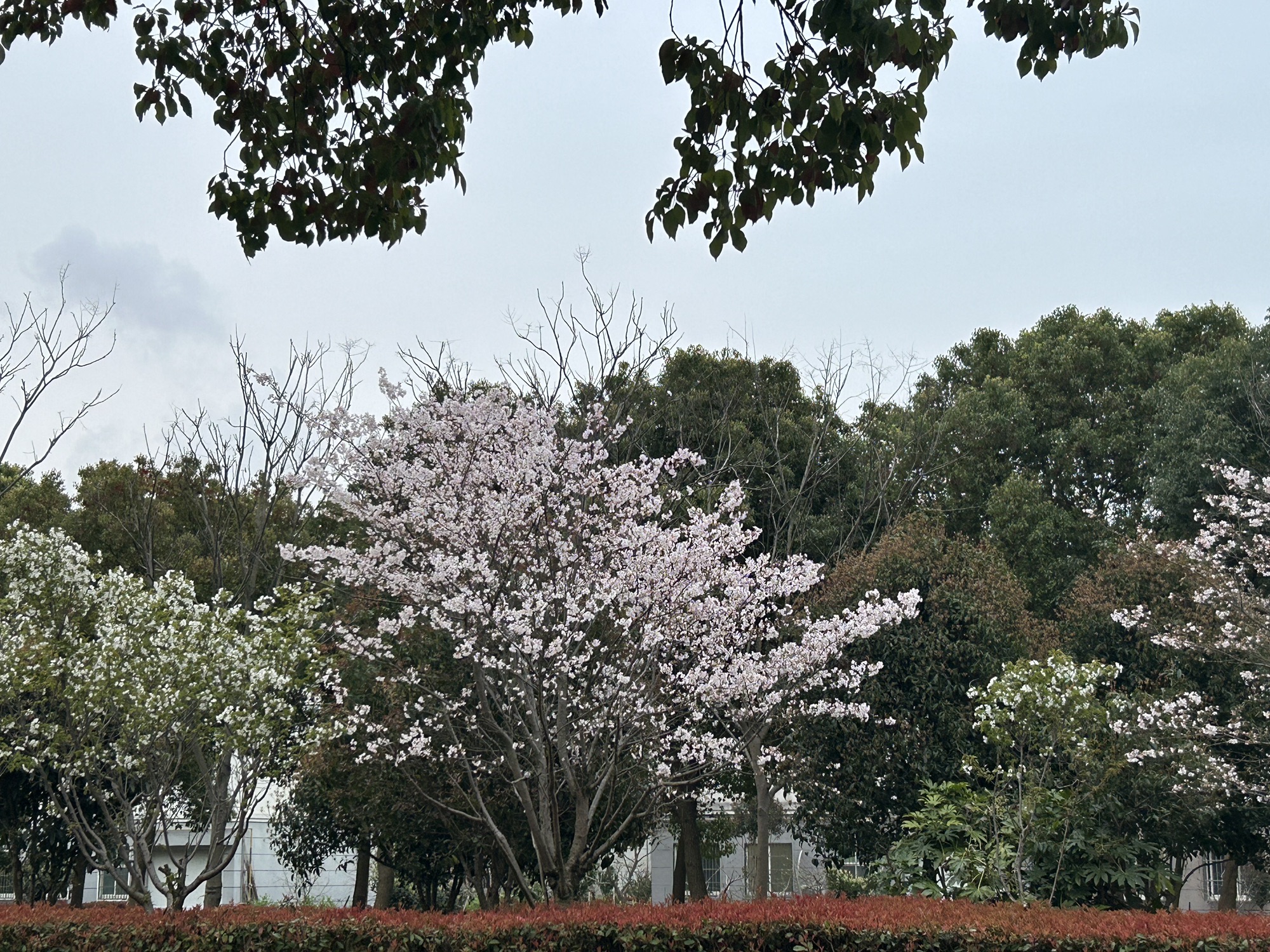 花海优胜主题公园旅行图片 3