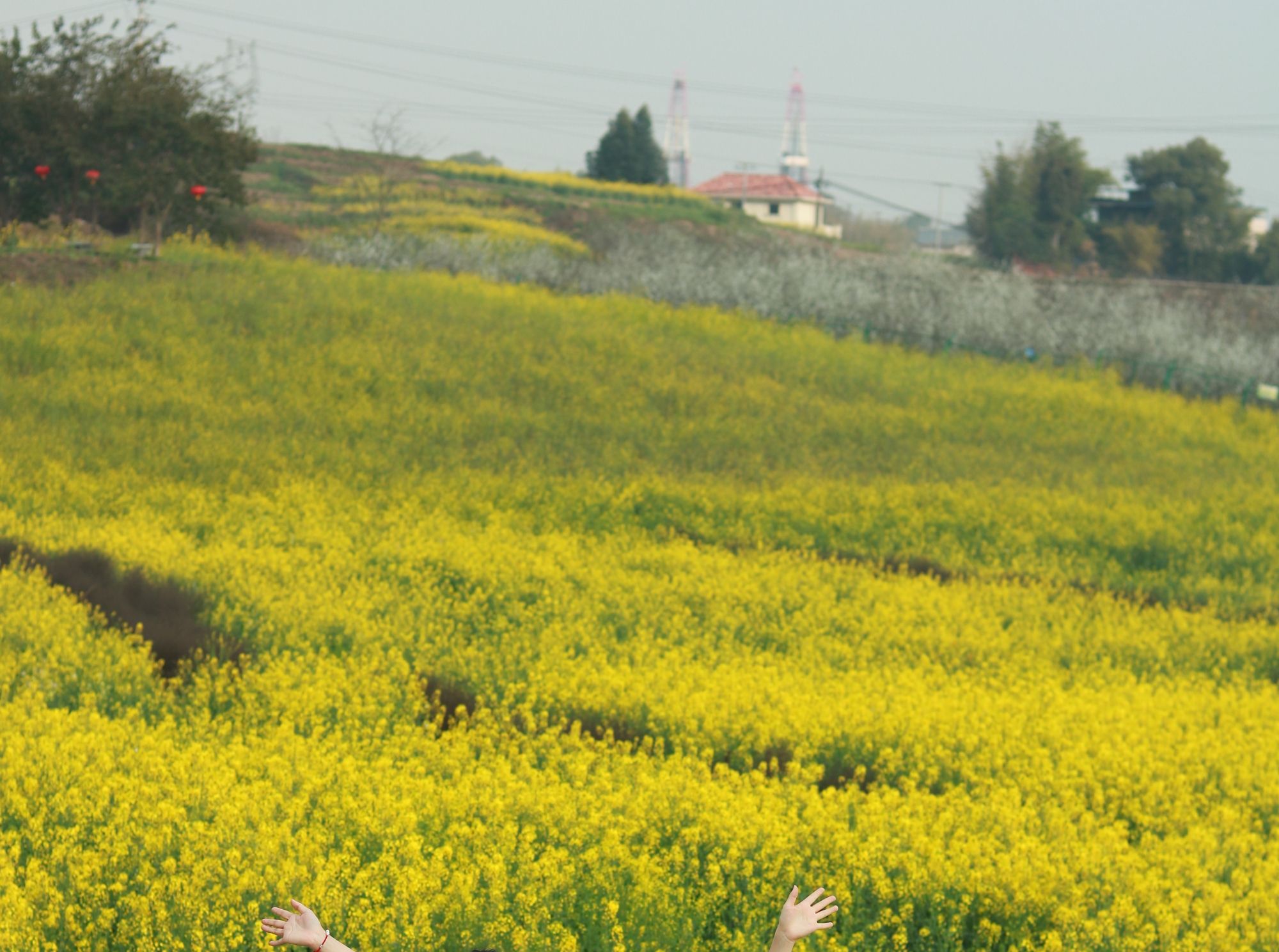青峰镇油菜花基地旅行图片 3