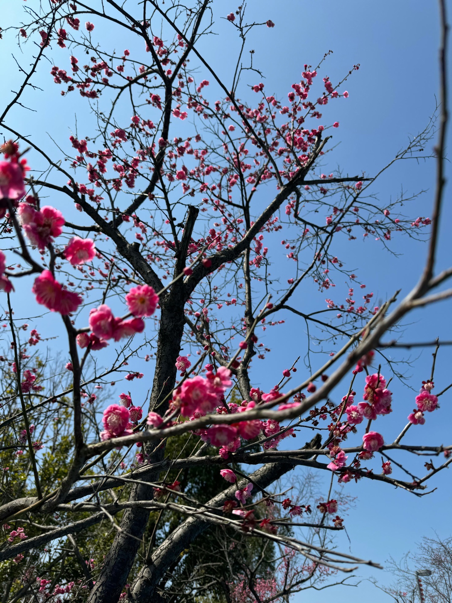 黄泗浦生态公园旅行图片 2