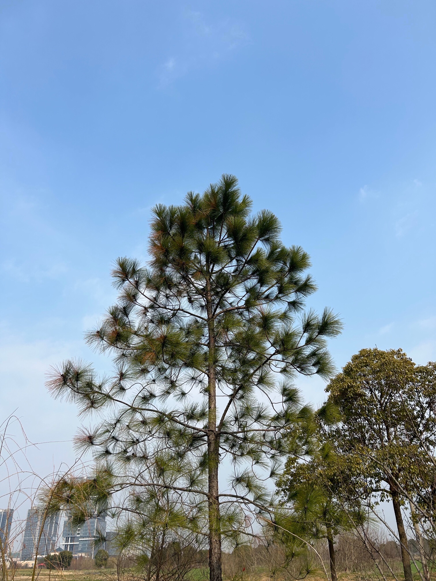 黄泗浦生态公园旅行图片 1