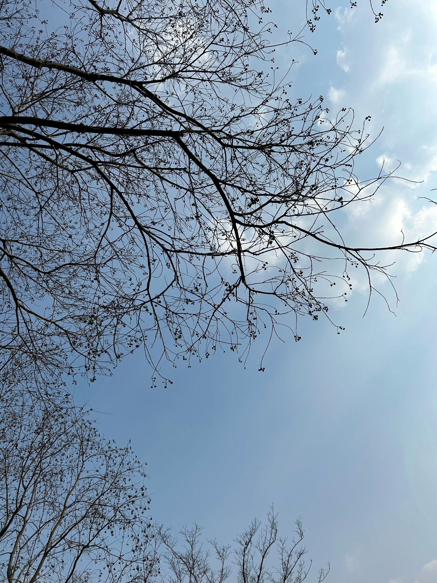 黄泗浦生态公园旅行图片 1