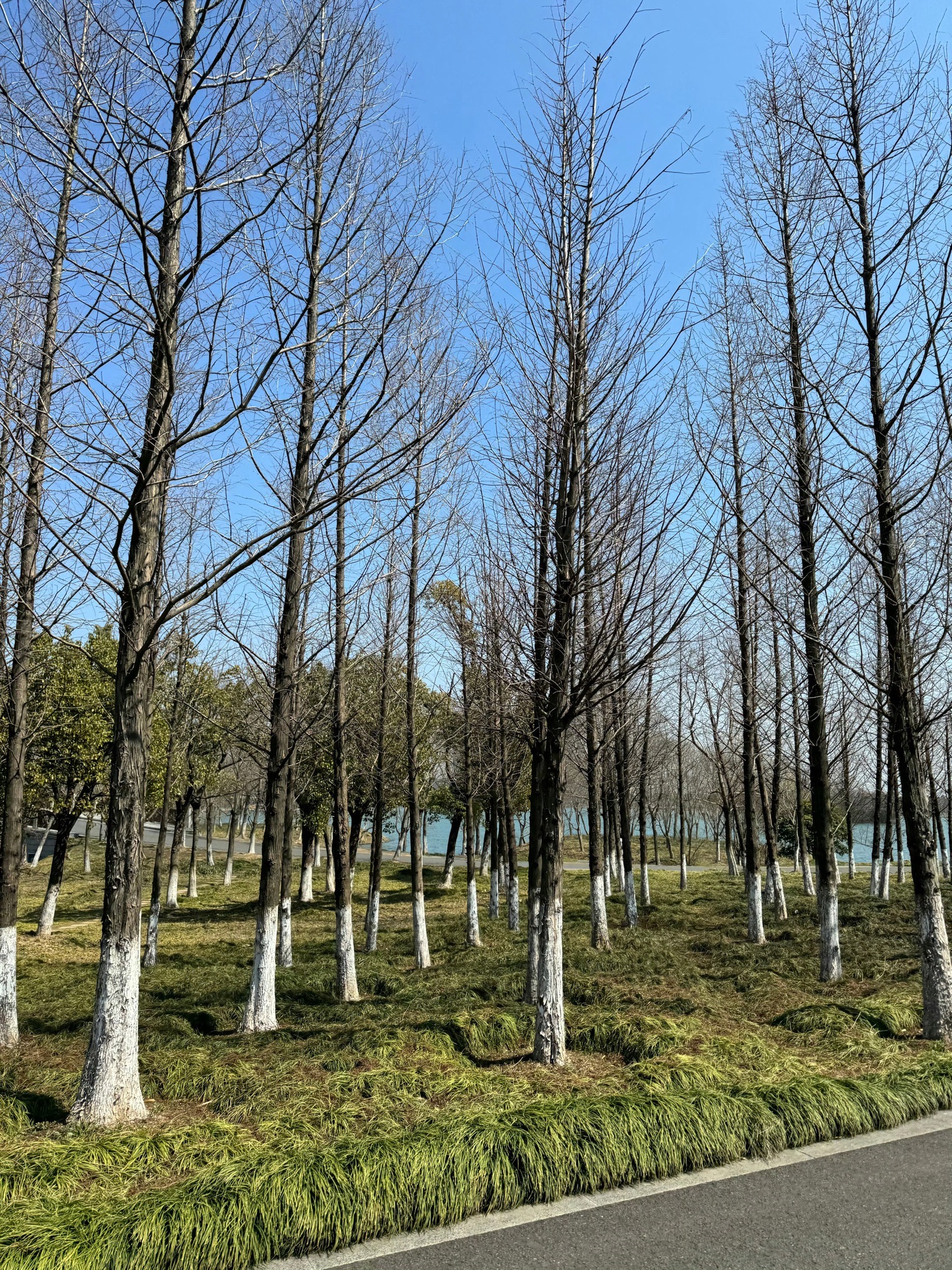 黄泗浦生态公园旅行图片 3