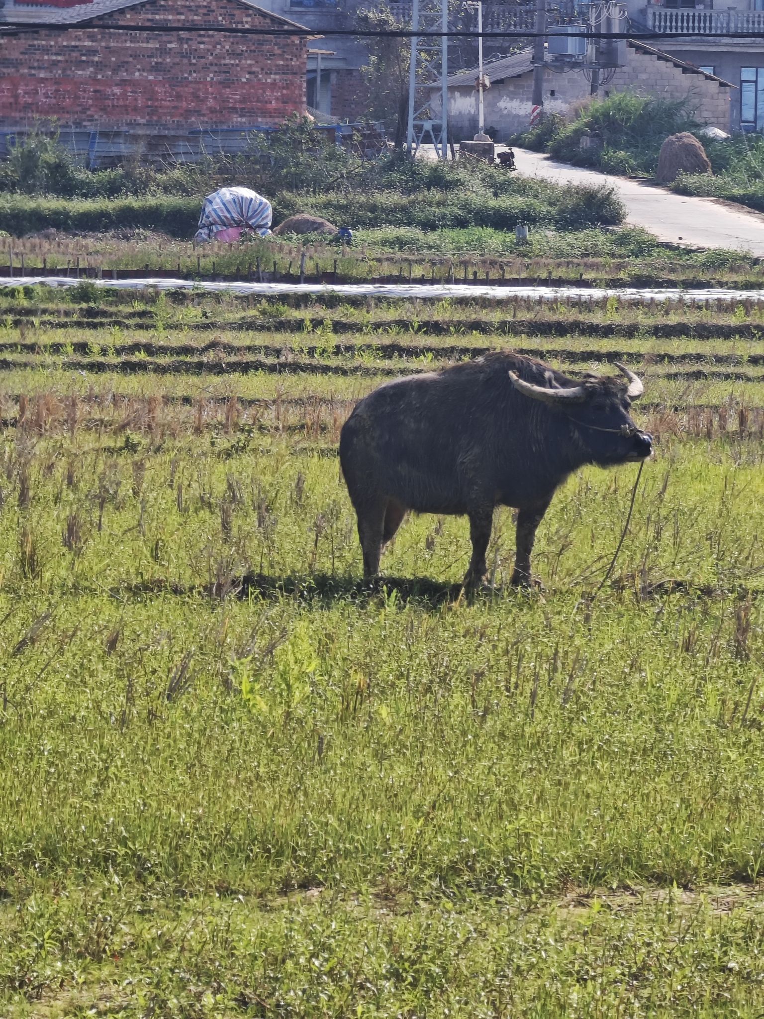 美丽南方旅行图片 1