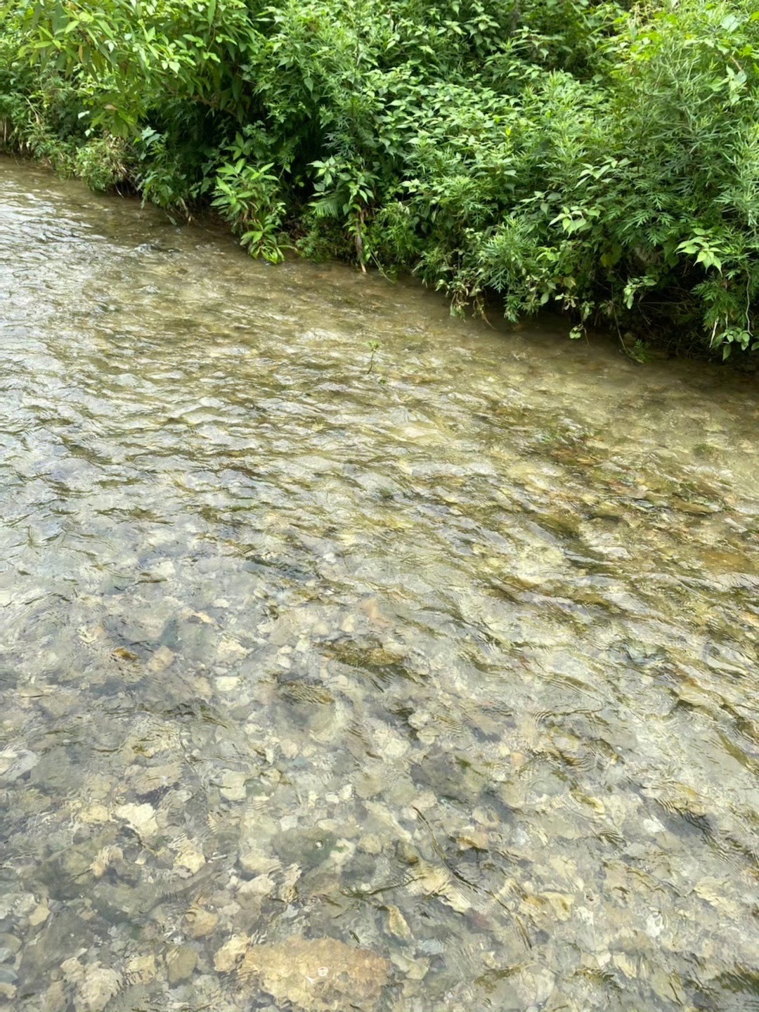 百里竹海风景名胜区旅行图片 2