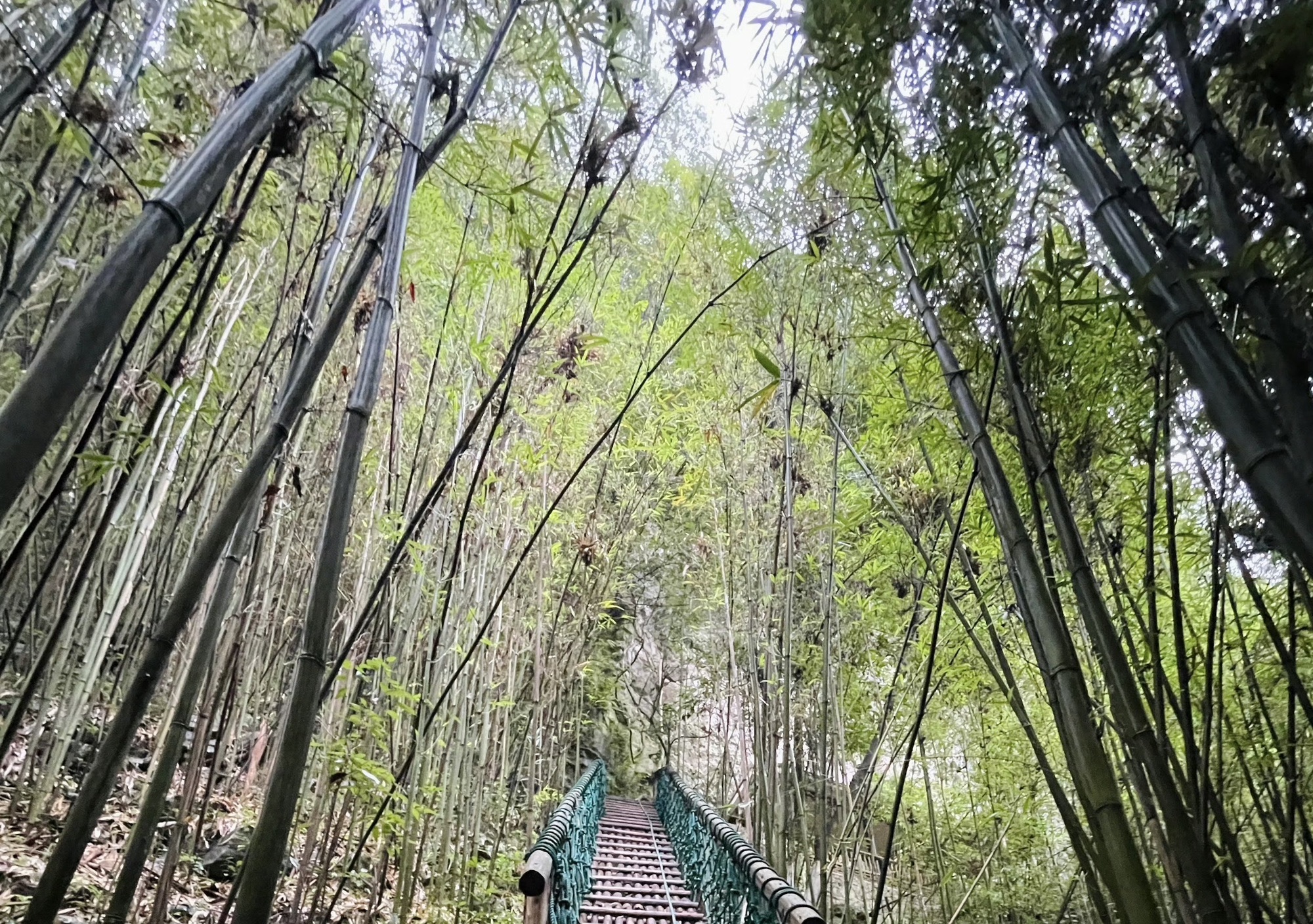 百里竹海风景名胜区旅行图片 1