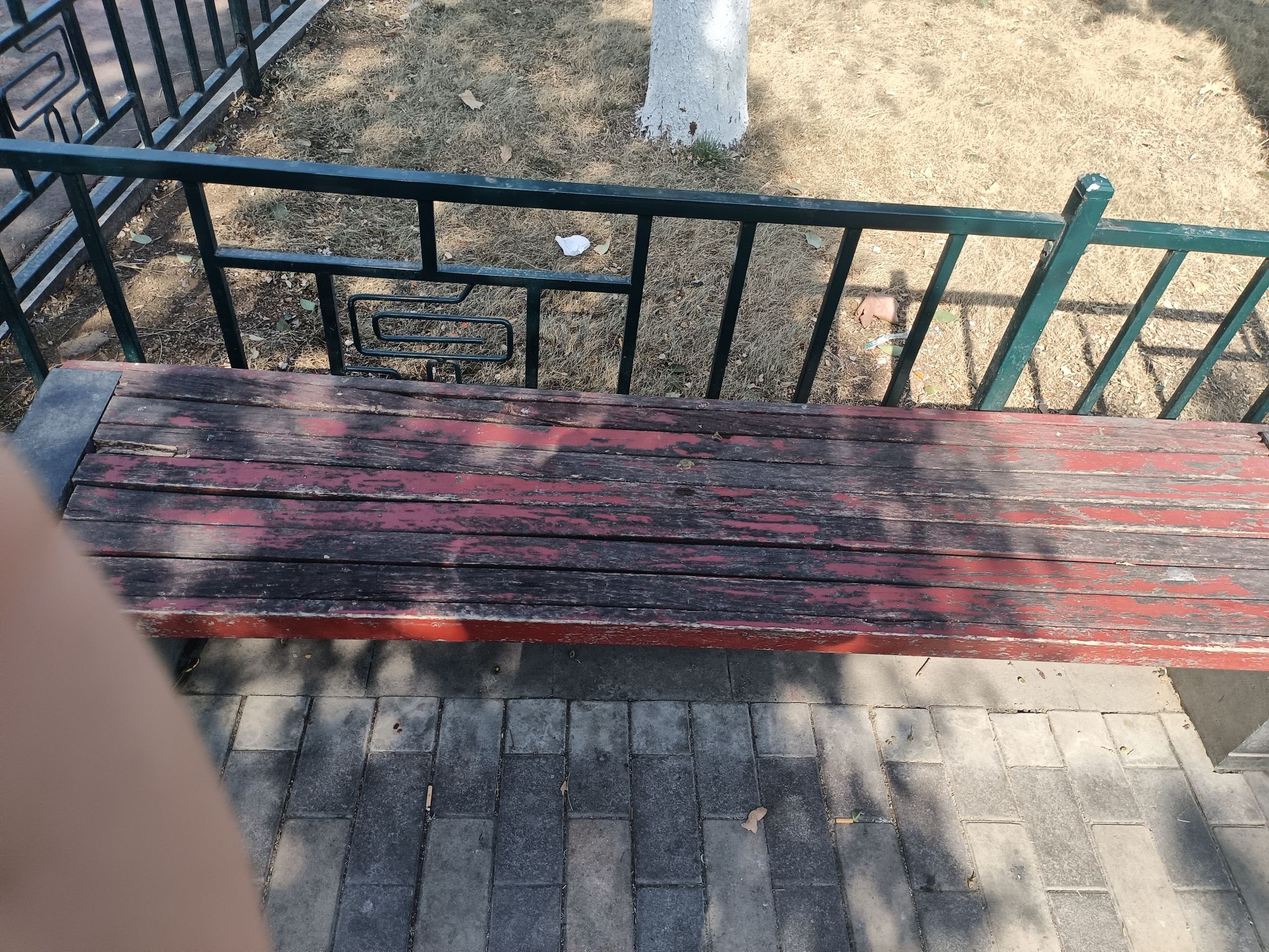 林荫游园旅行图片 2
