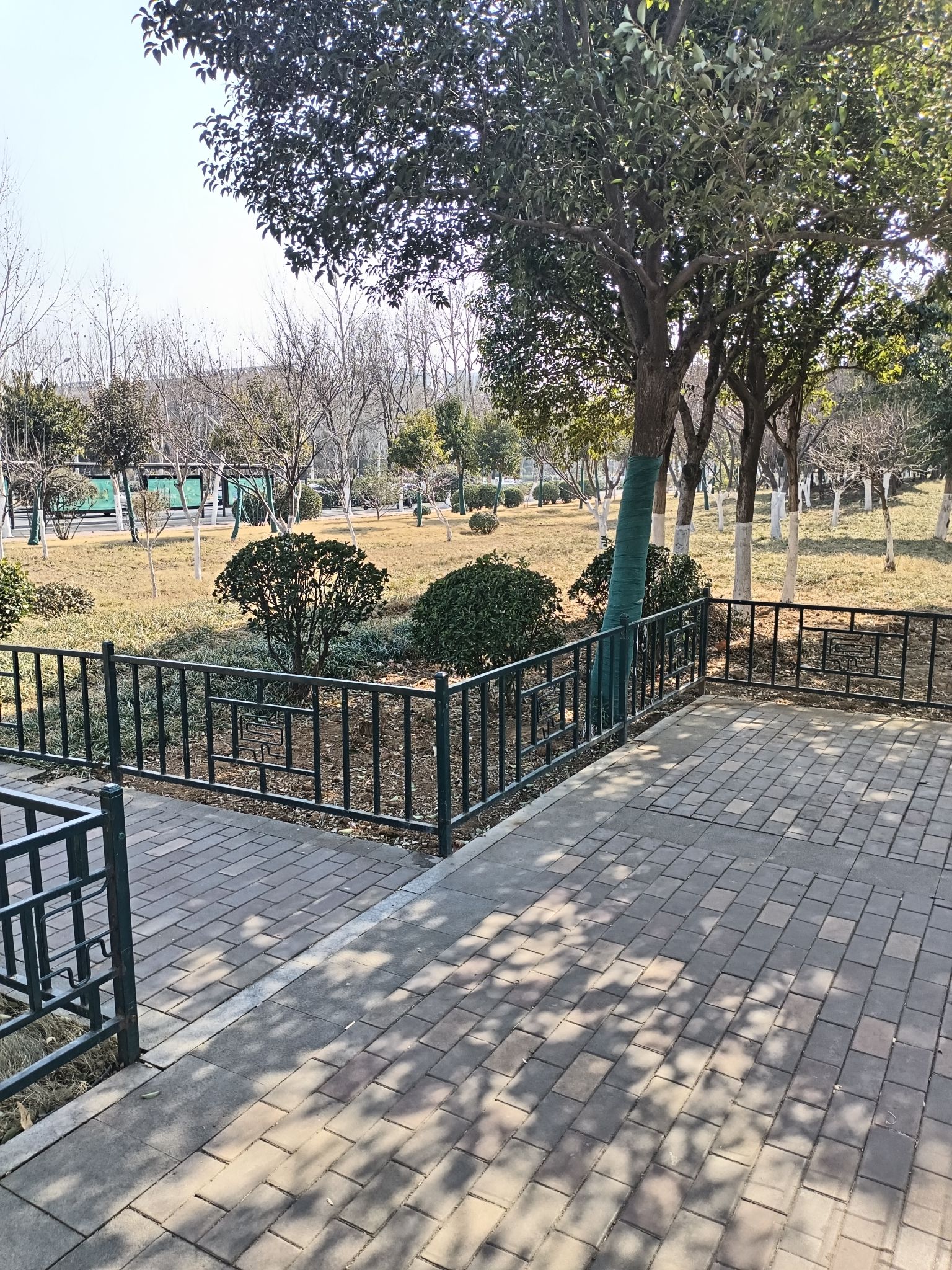 林荫游园旅行图片 1