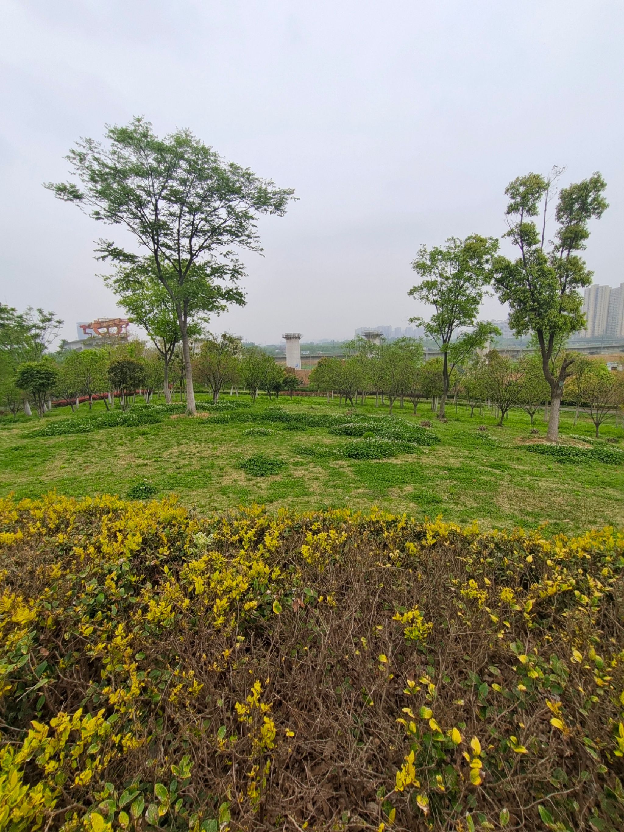 新站区铁路生态公园旅行图片 1