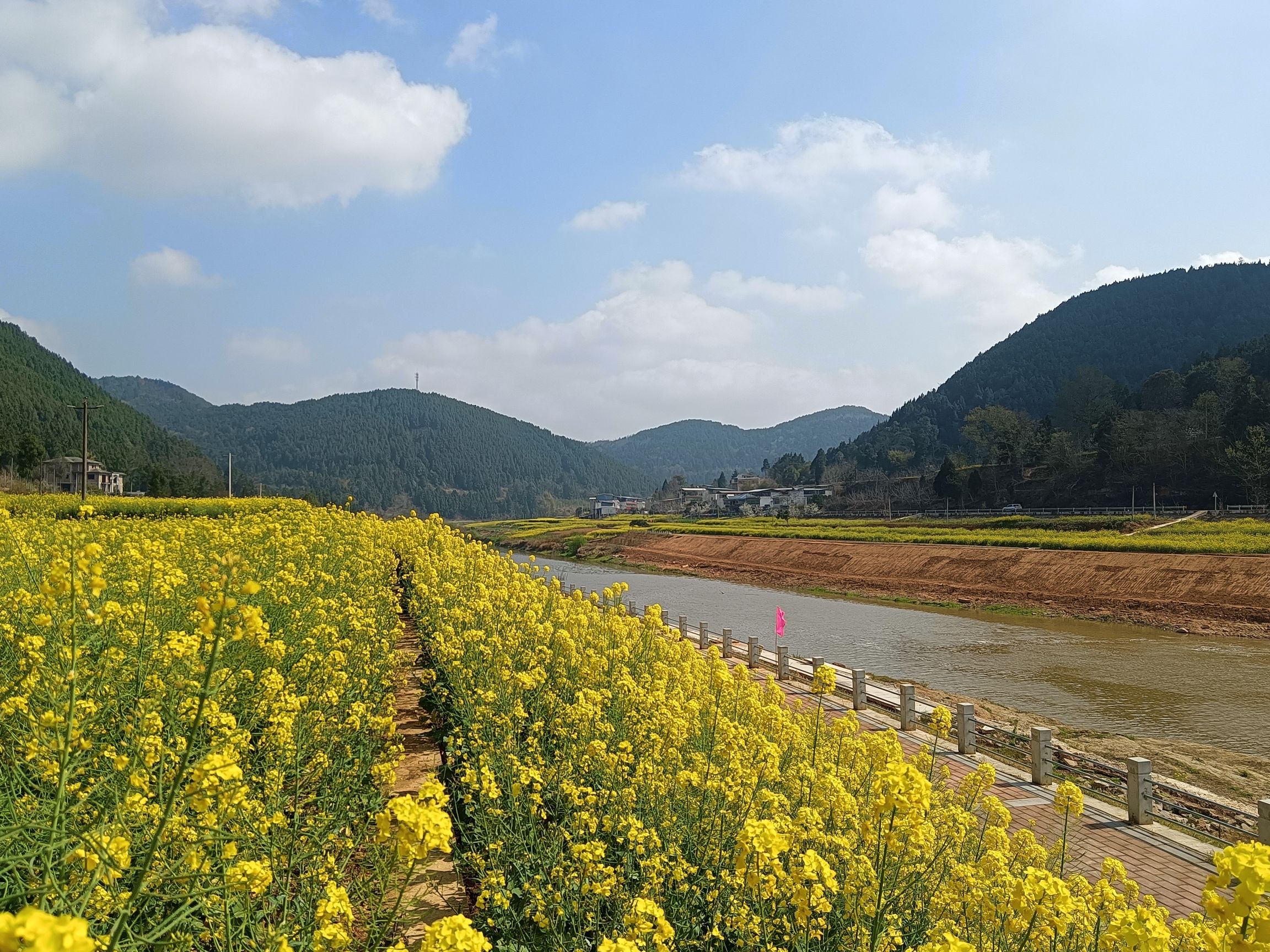 三台三元油菜花景点旅行图片 2