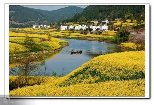 三台三元油菜花景点旅行图片 3