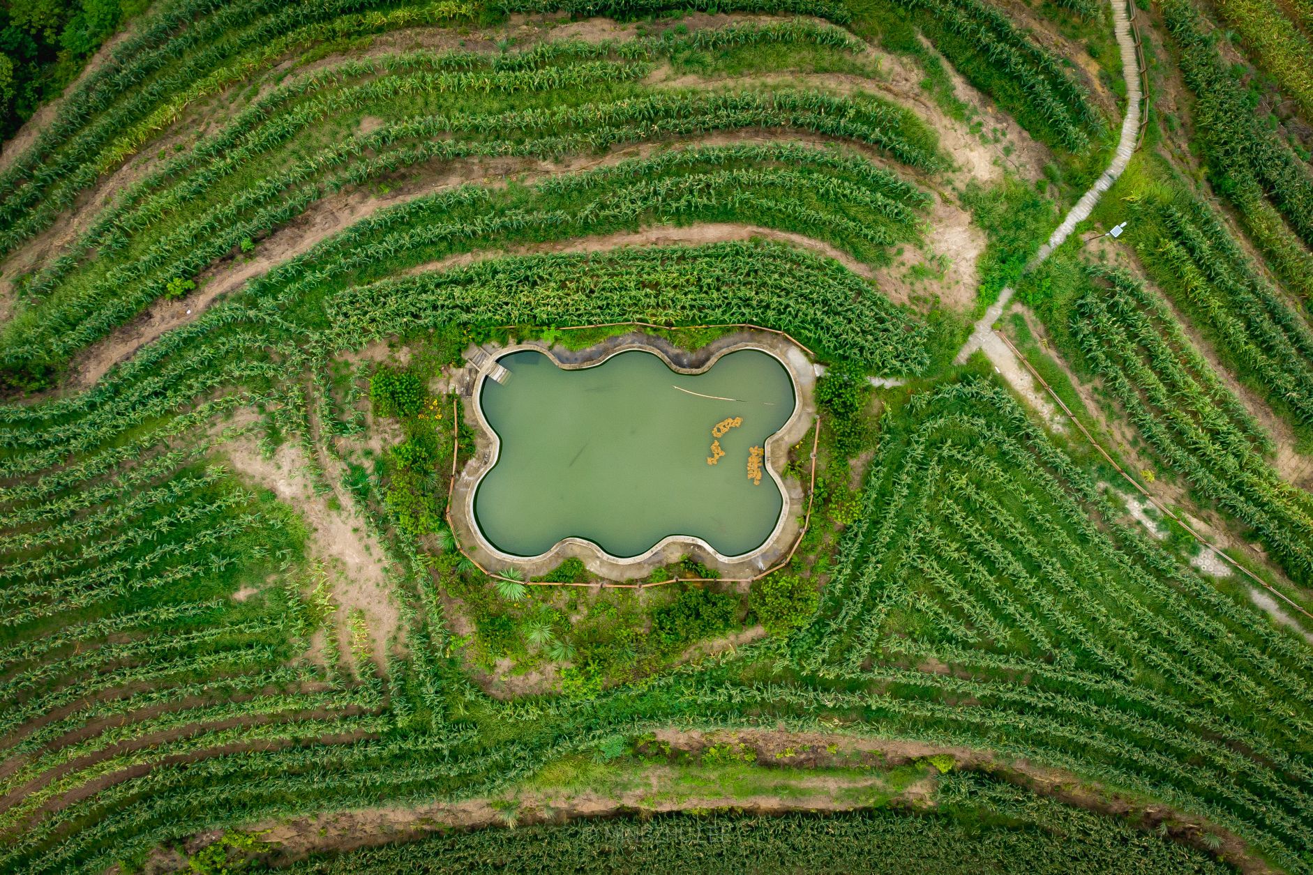 三台三元油菜花景点旅行图片 1