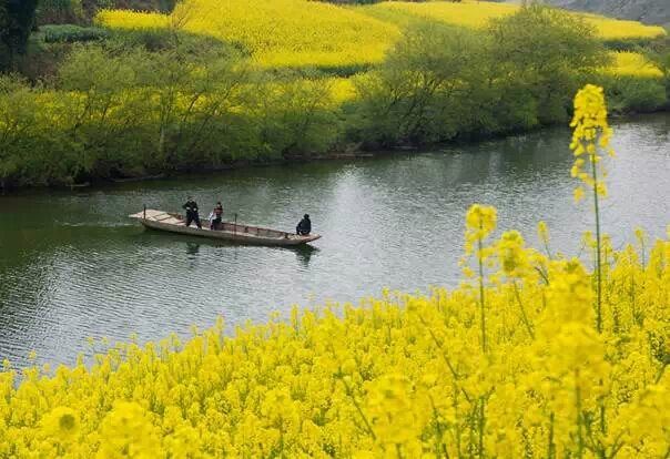 三台三元油菜花景点旅行图片 2