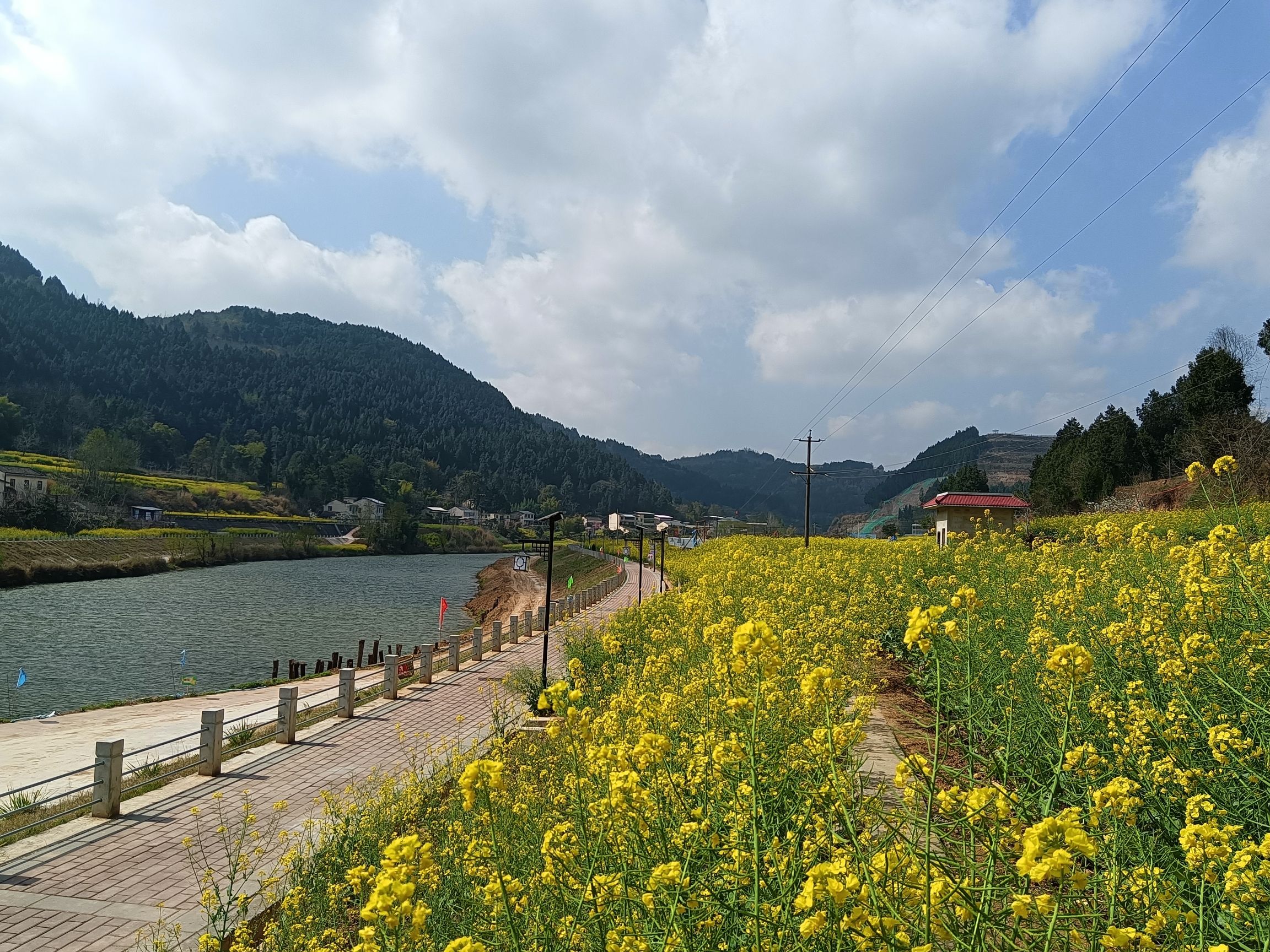 三台三元油菜花景点旅行图片 3