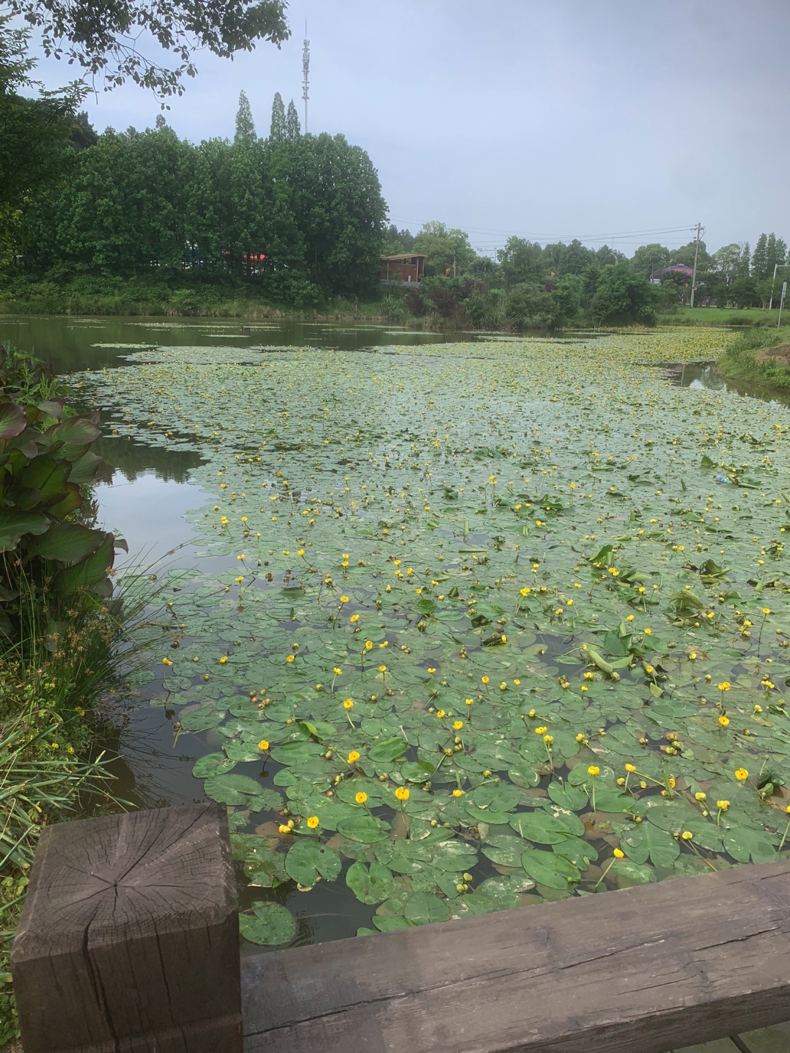 先锋小镇旅行图片 1