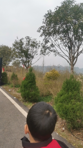 四季花海旅行图片 1