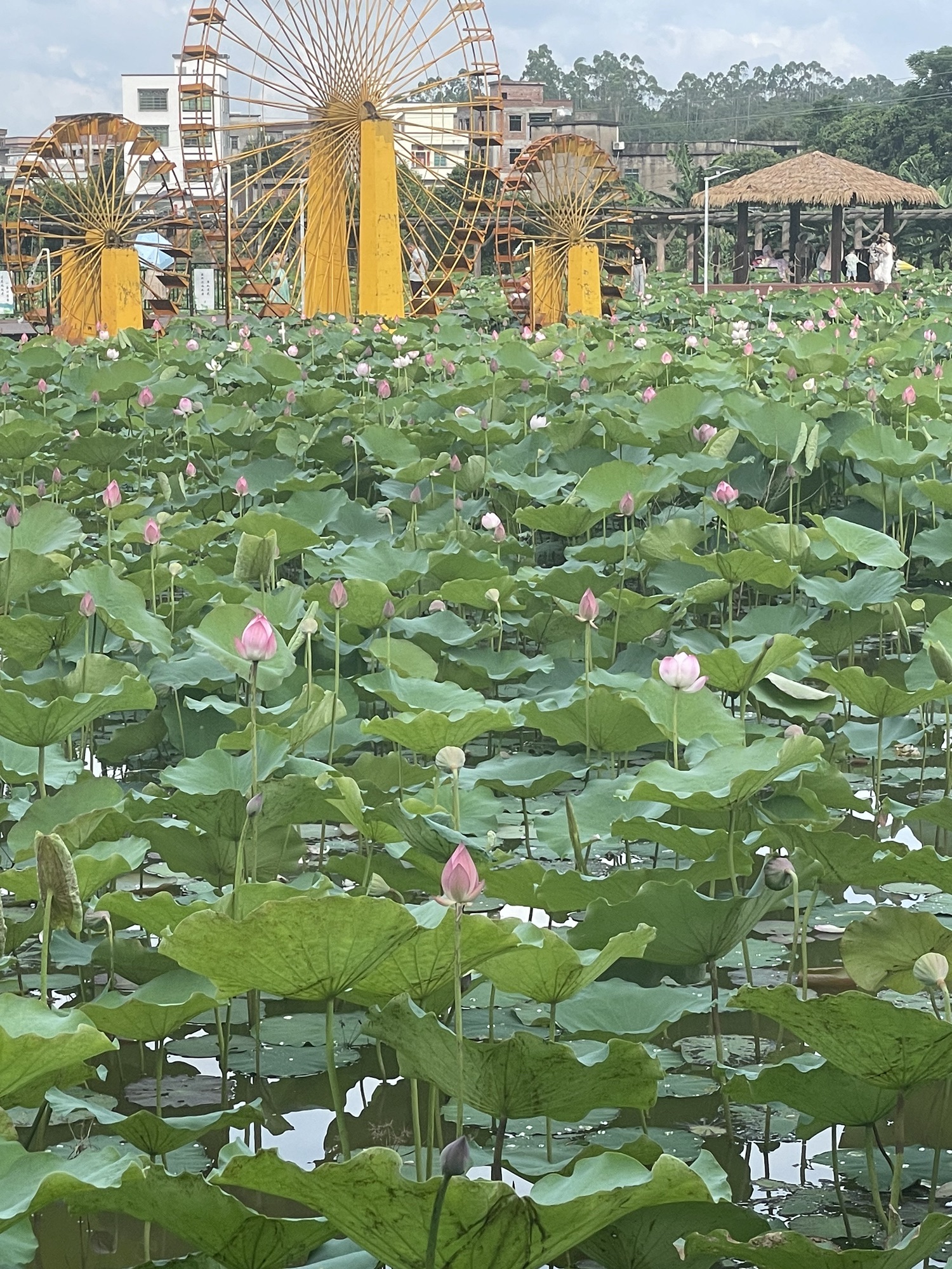 彭村森林公园旅行图片 2