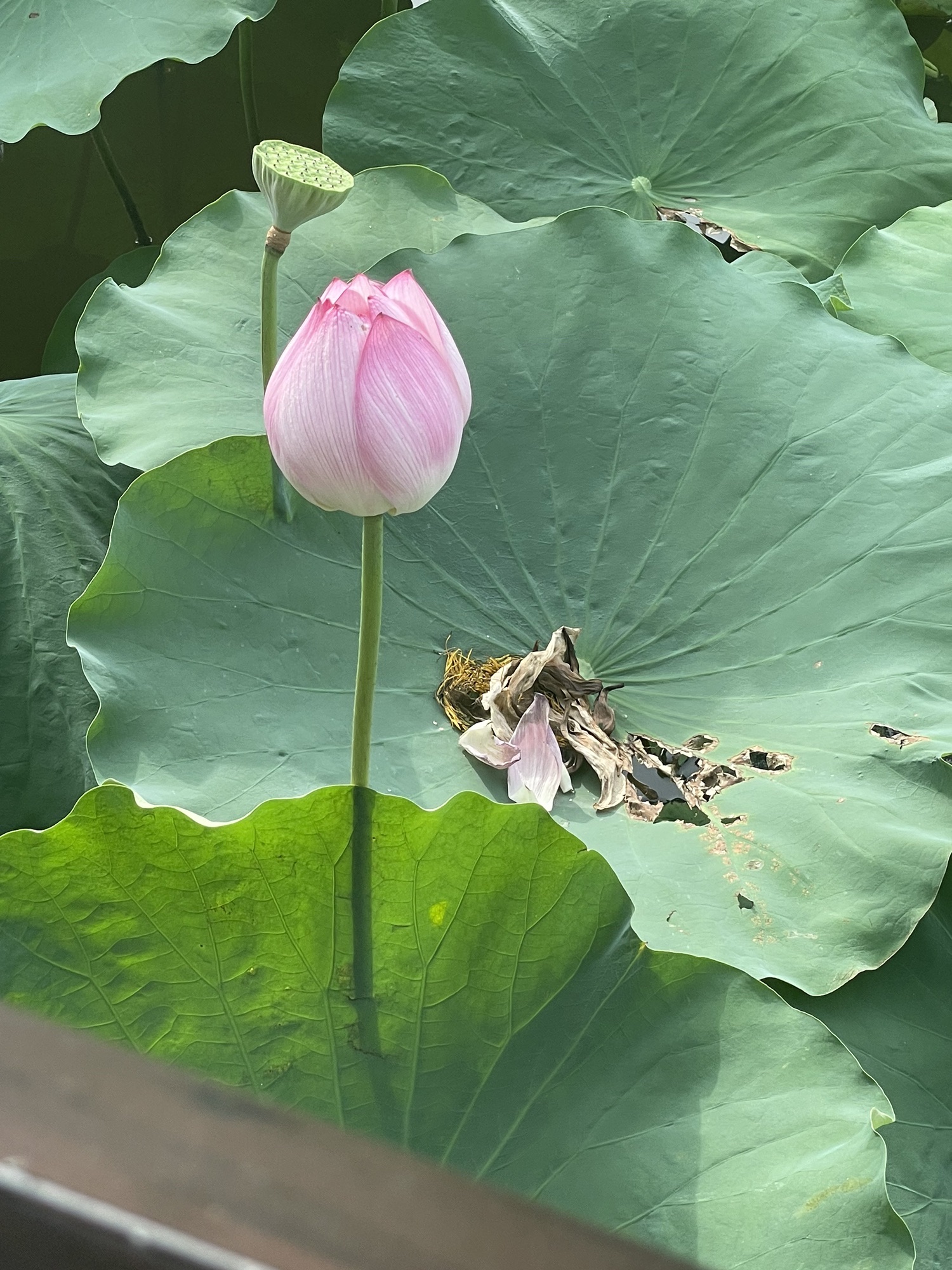 彭村森林公园旅行图片 1