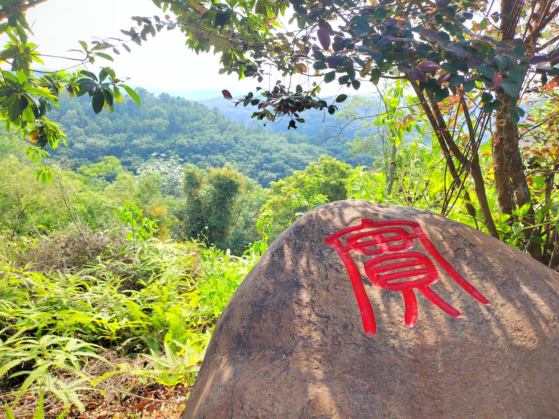 彭村森林公园旅行图片 3