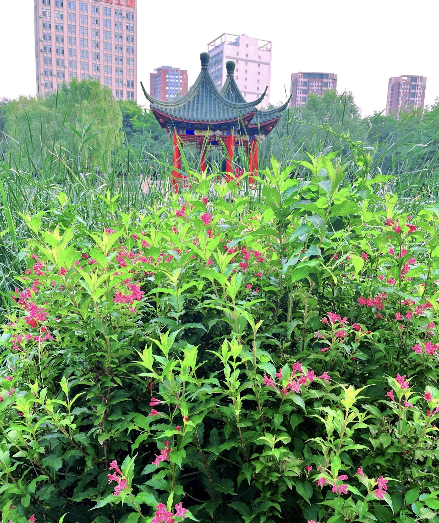 百鸟公园旅行图片 1