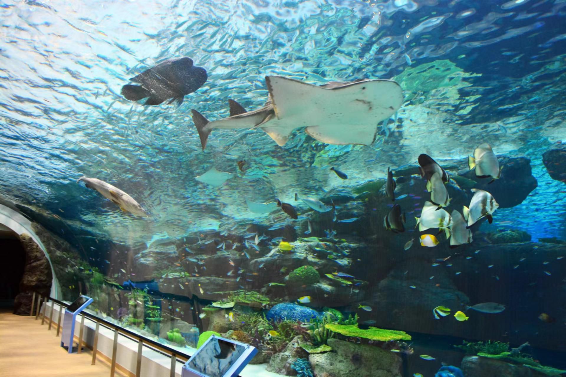新倍水族馆旅行图片 3