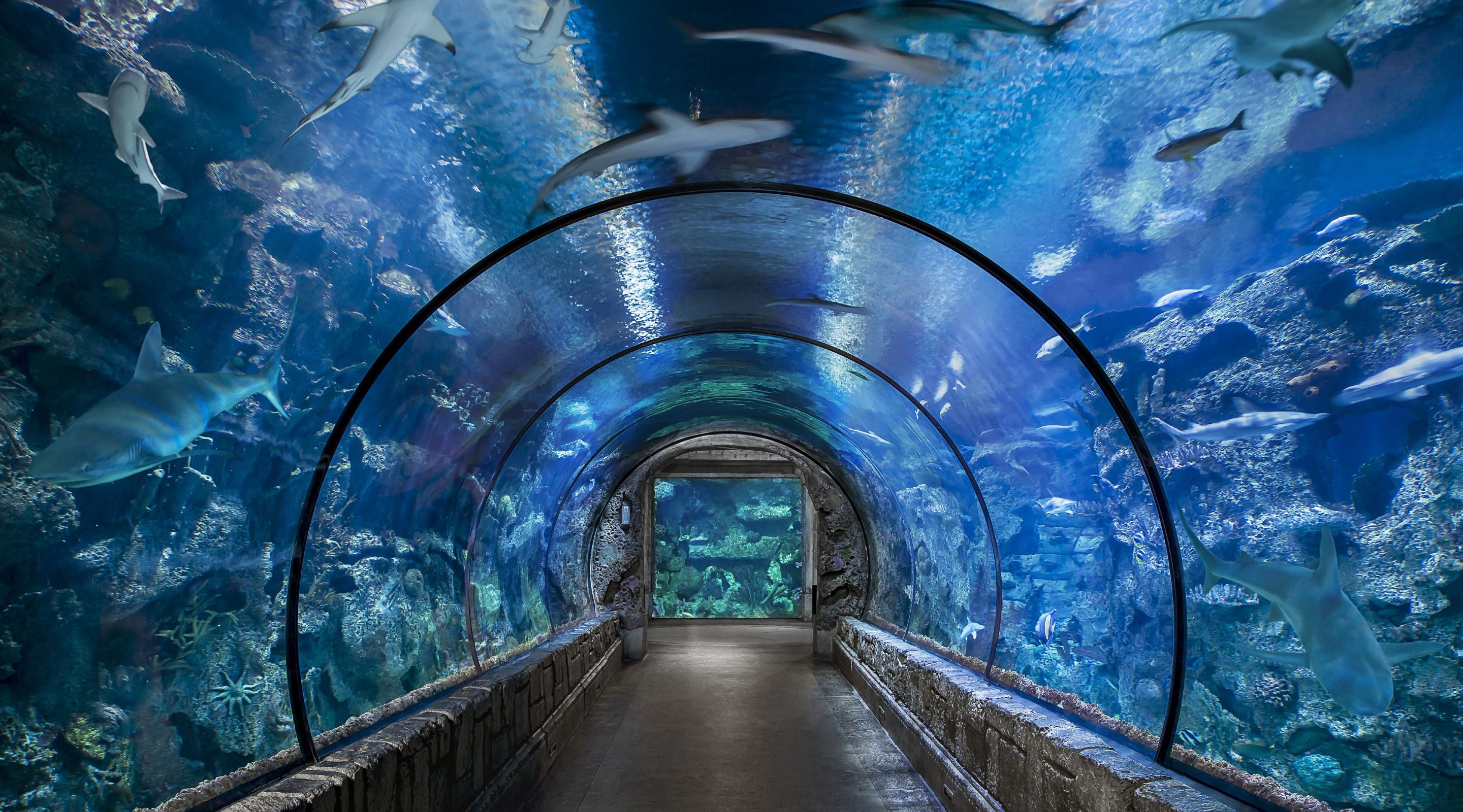 新倍水族馆旅行图片 2