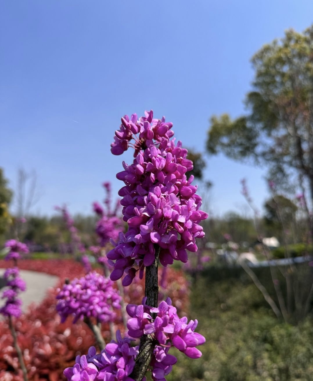 南汇新城芦潮港公园旅行图片 3