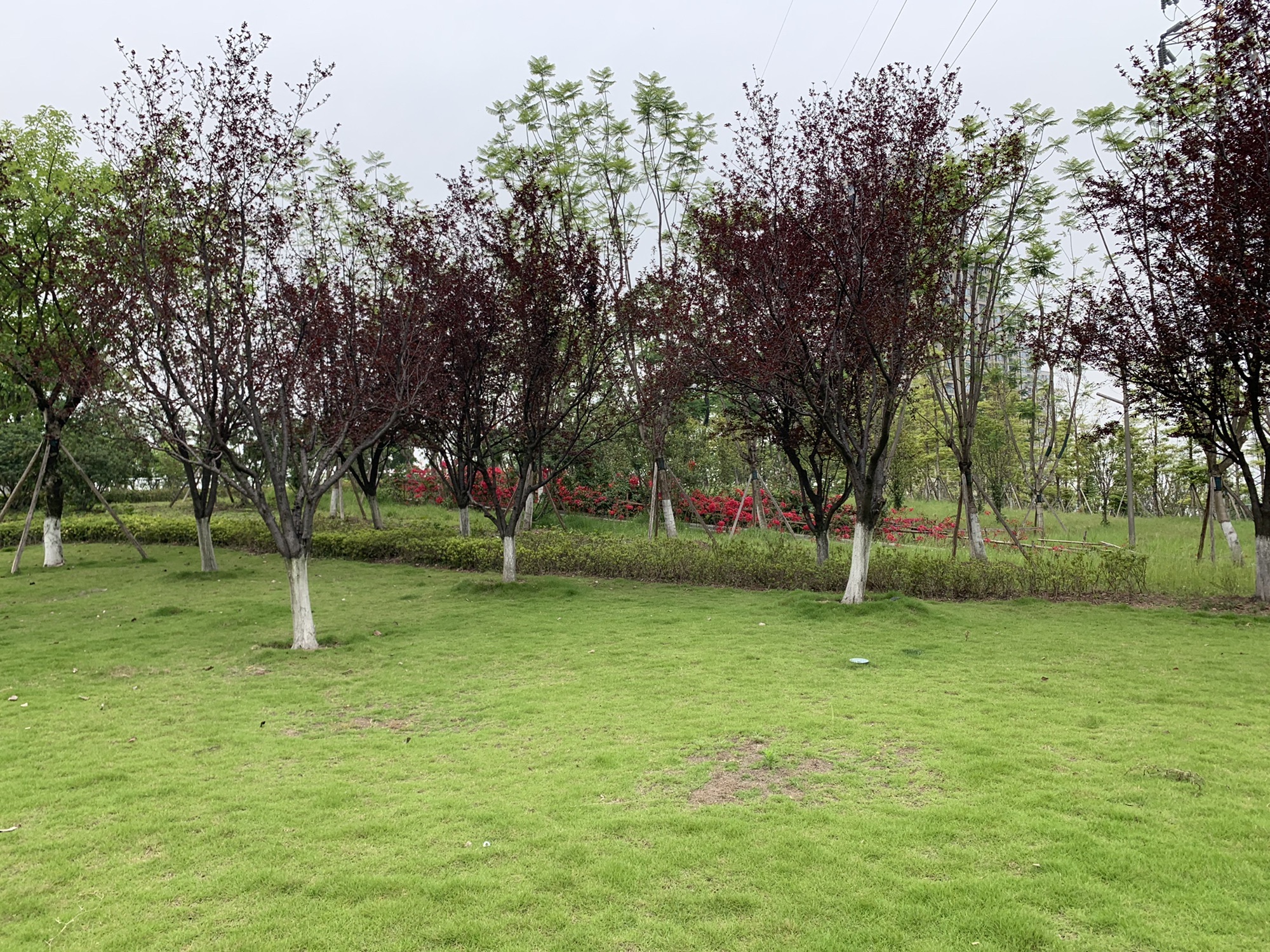 云树公园旅行图片 2