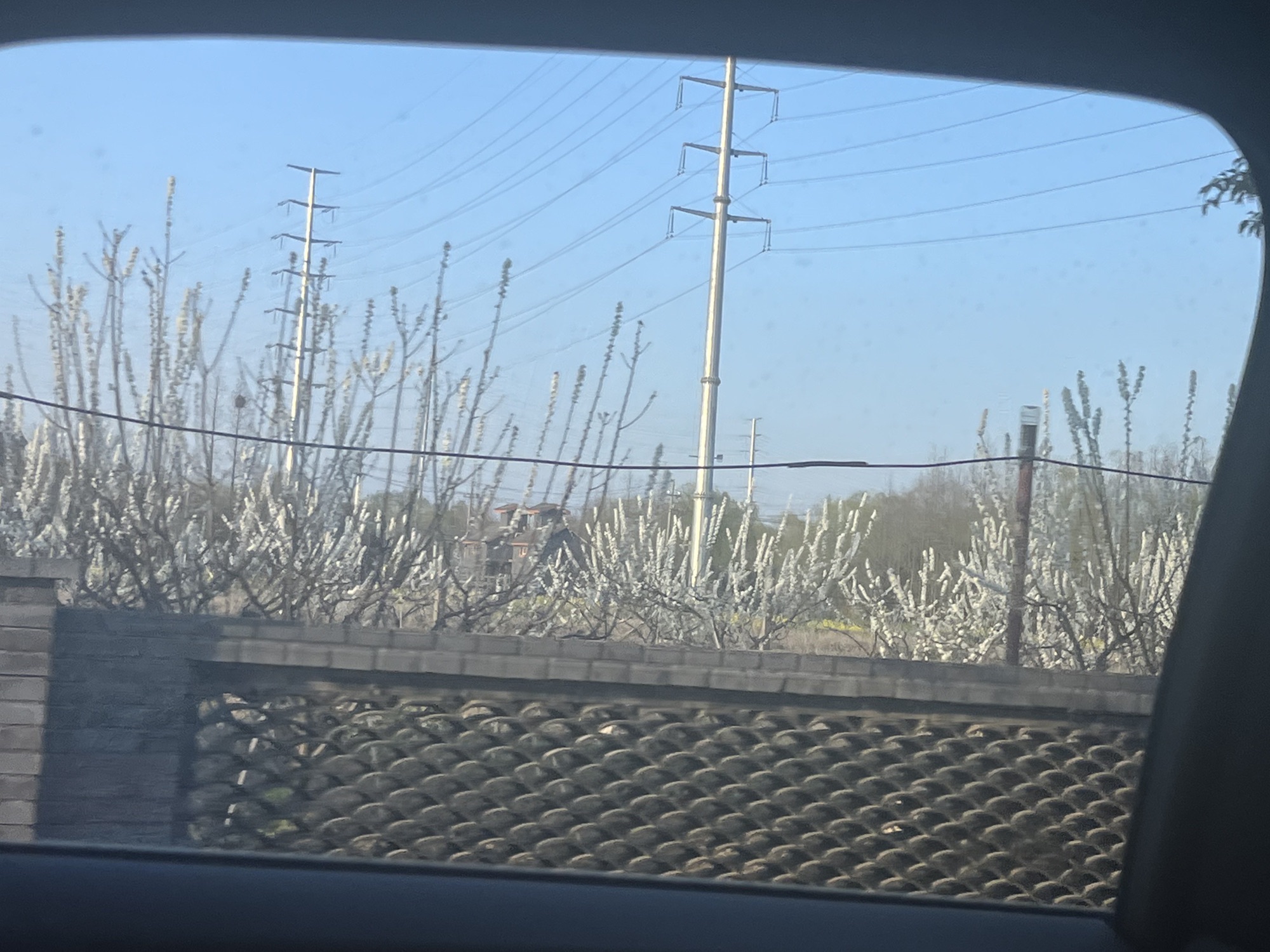 桃园槜李广场旅行图片 2